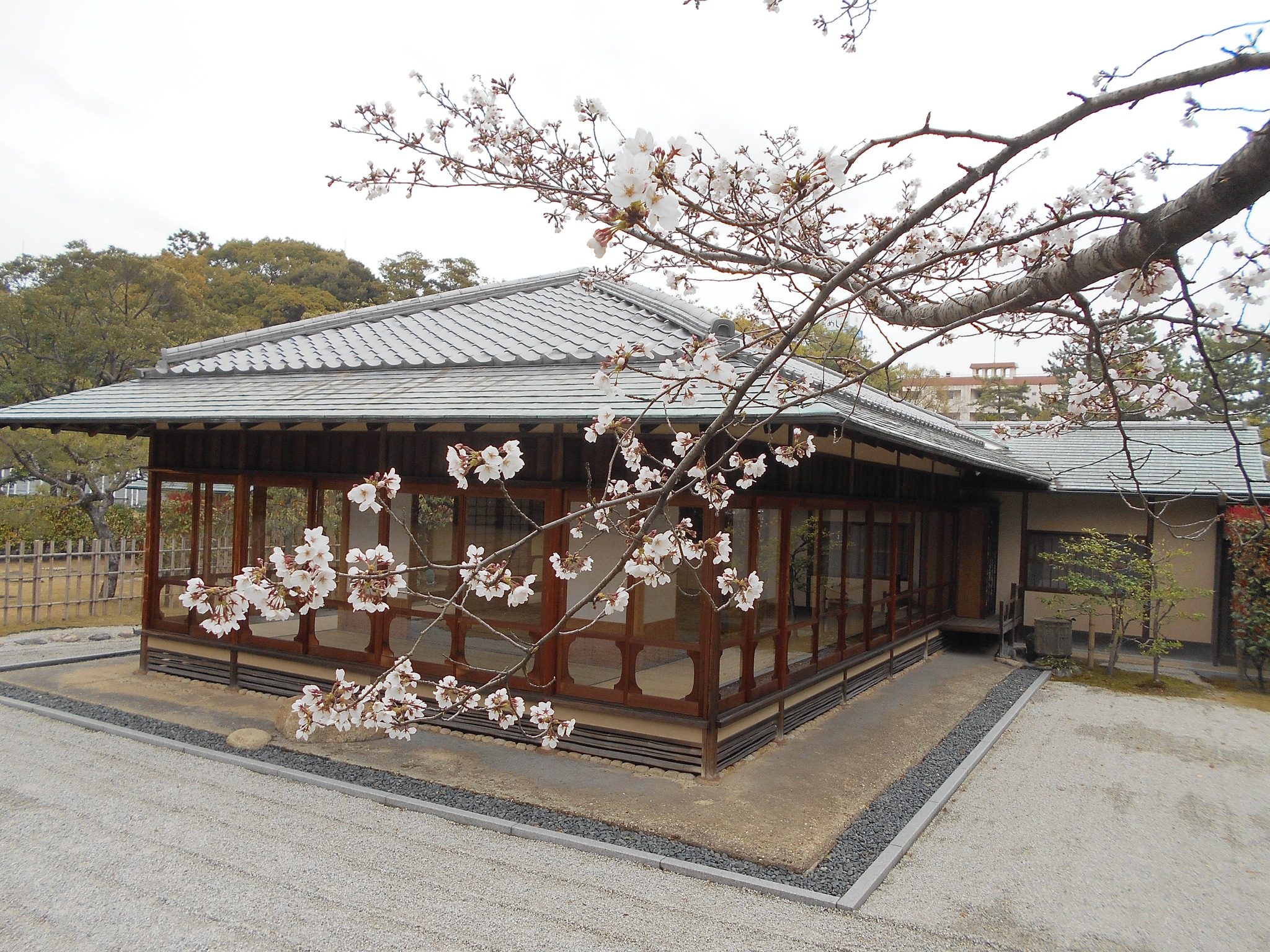 令和7年4月1日（火） 本日の立礼席 裏千家 掛軸 柳緑花紅 やなぎは