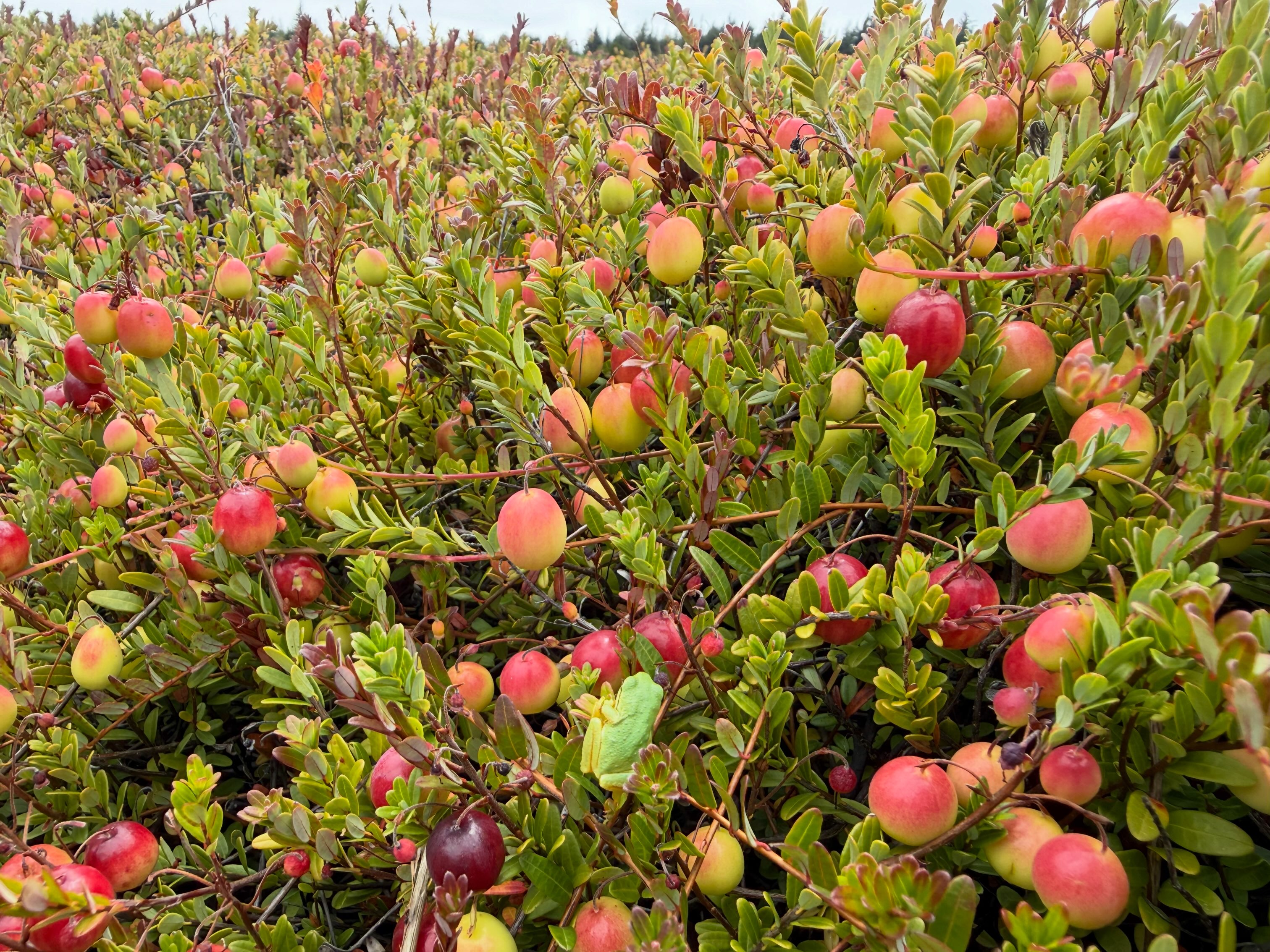 Peters' Cranberries | Sixes OR