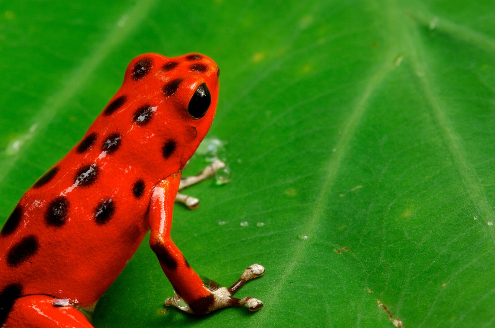 🐸 Tiny. Bright. Powerful. This... - EcoCircuitos Panama | Facebook