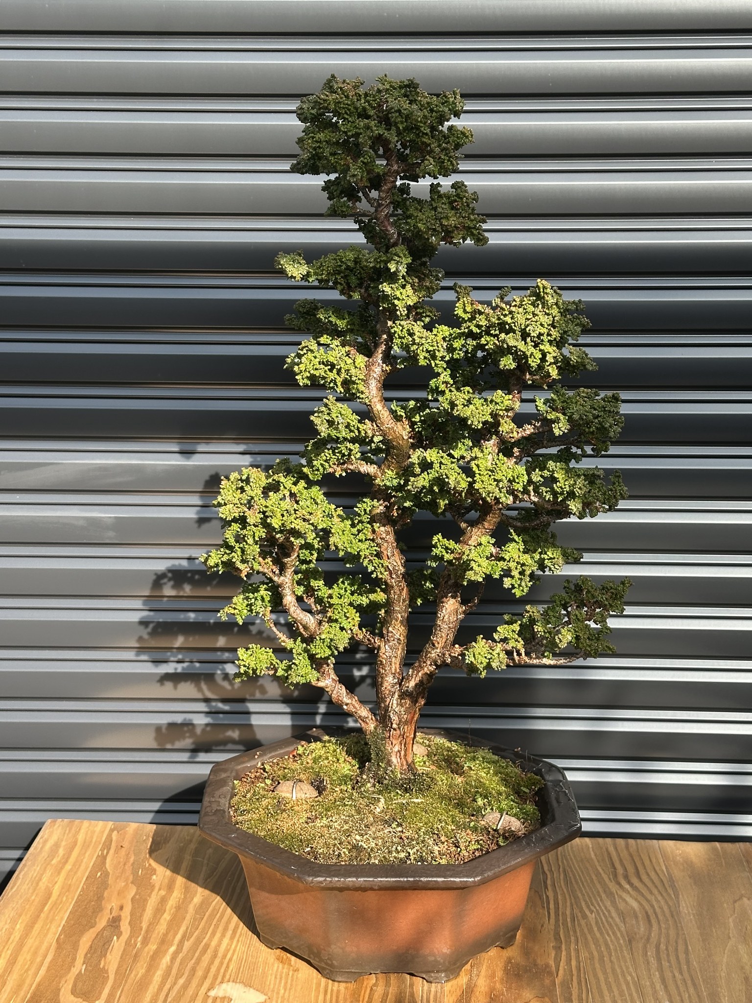 野梅 盆栽 11号陶器鉢つき 激古 老株 盆栽大好き BONSAI |