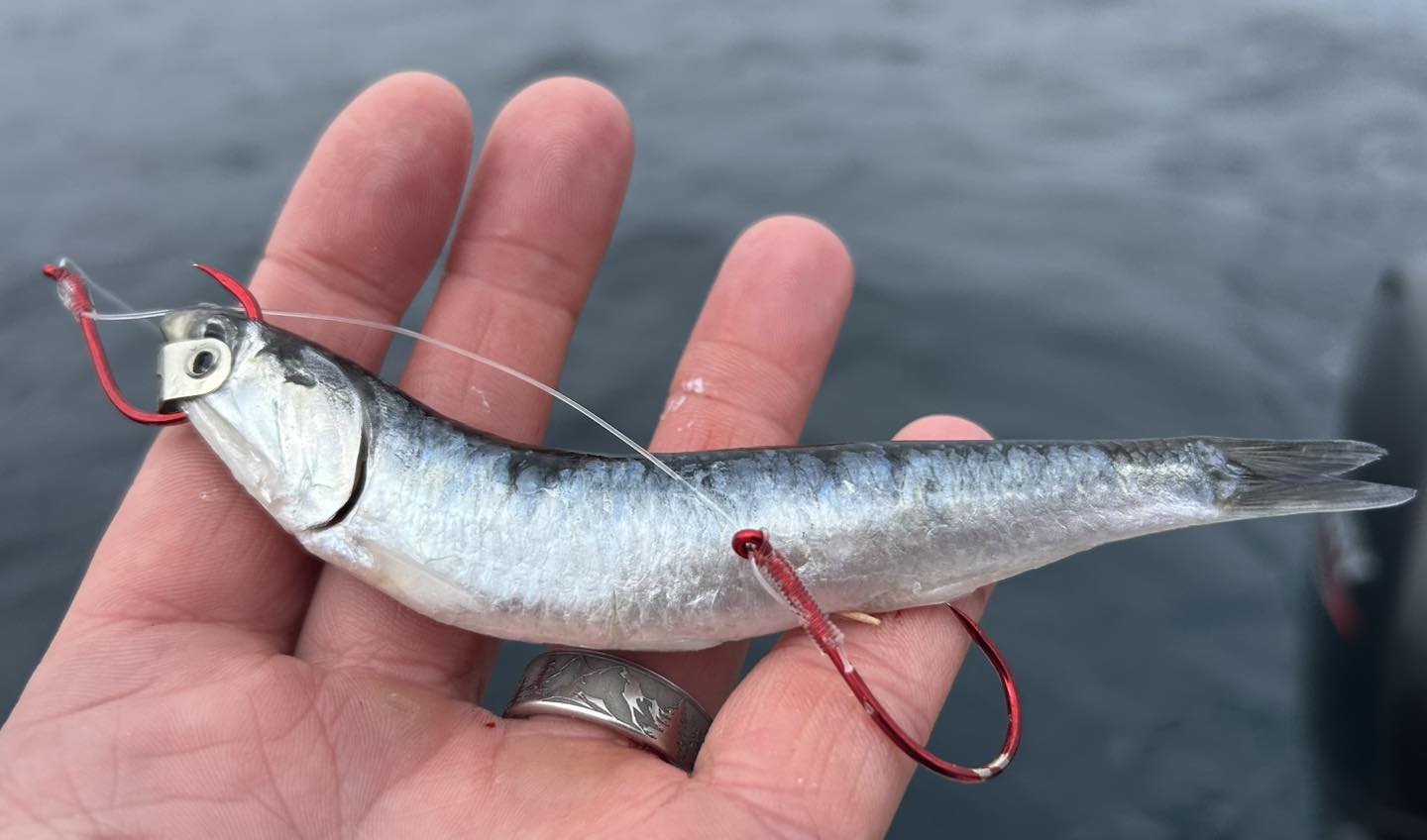 best fishing hooks for anchovie bait UVT - Captain Cory's Tuna Jigs Theres something about pink and tuna Fisherman's Guide: All Types of