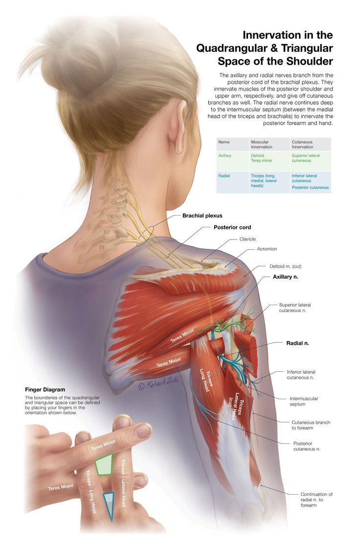 Doctor 4 all | Innervation in the | Facebook