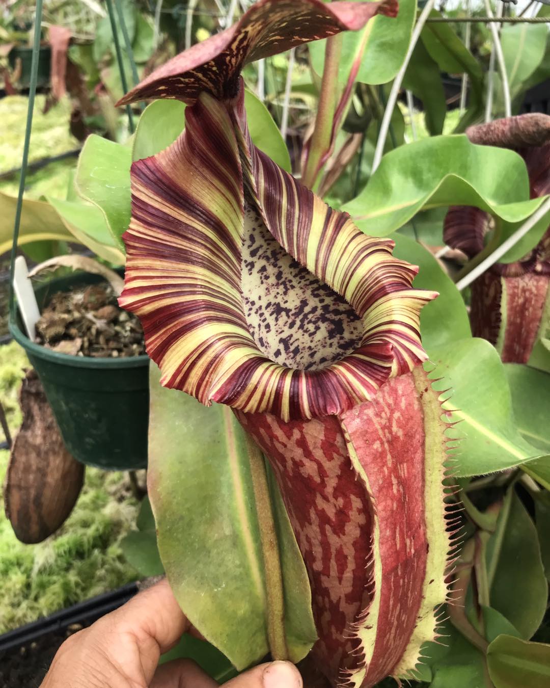 N. (RBV) x (LVB X MM) EP producing the super gnarly pitchers the