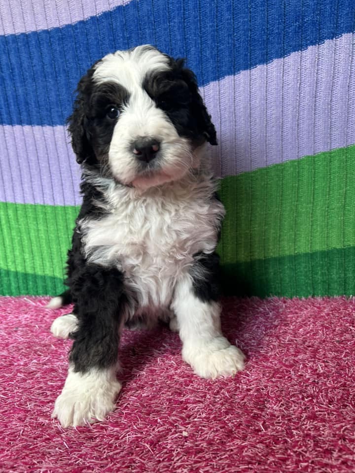 Spring Well Bernese and Cocker Spaniels | Kidwelly