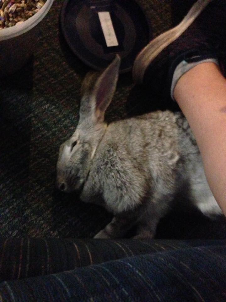 Millicent the Magnificent Slobovian Bunny