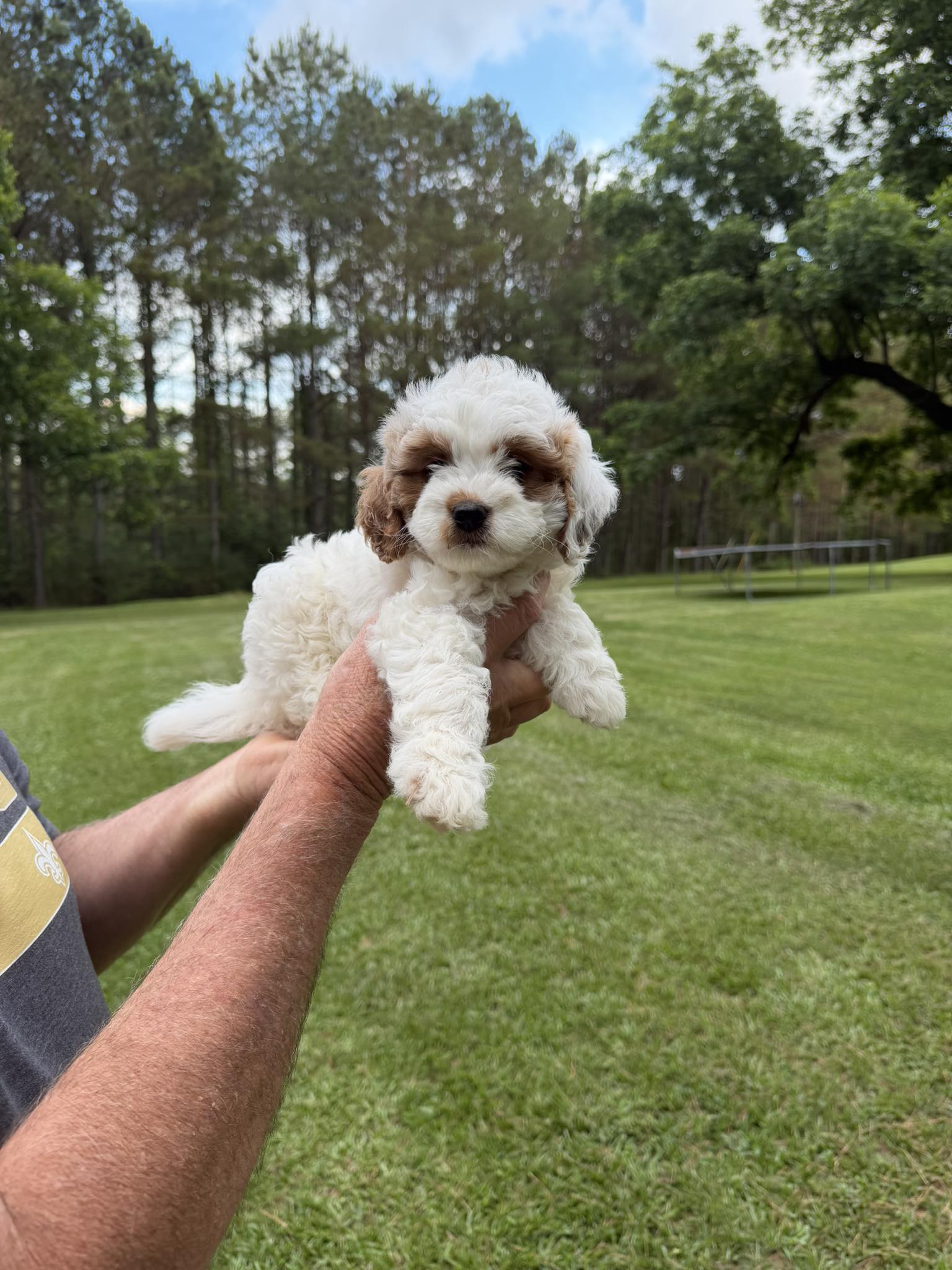 Mississippi Goldendoodles and Cavapoos | Louisville MS