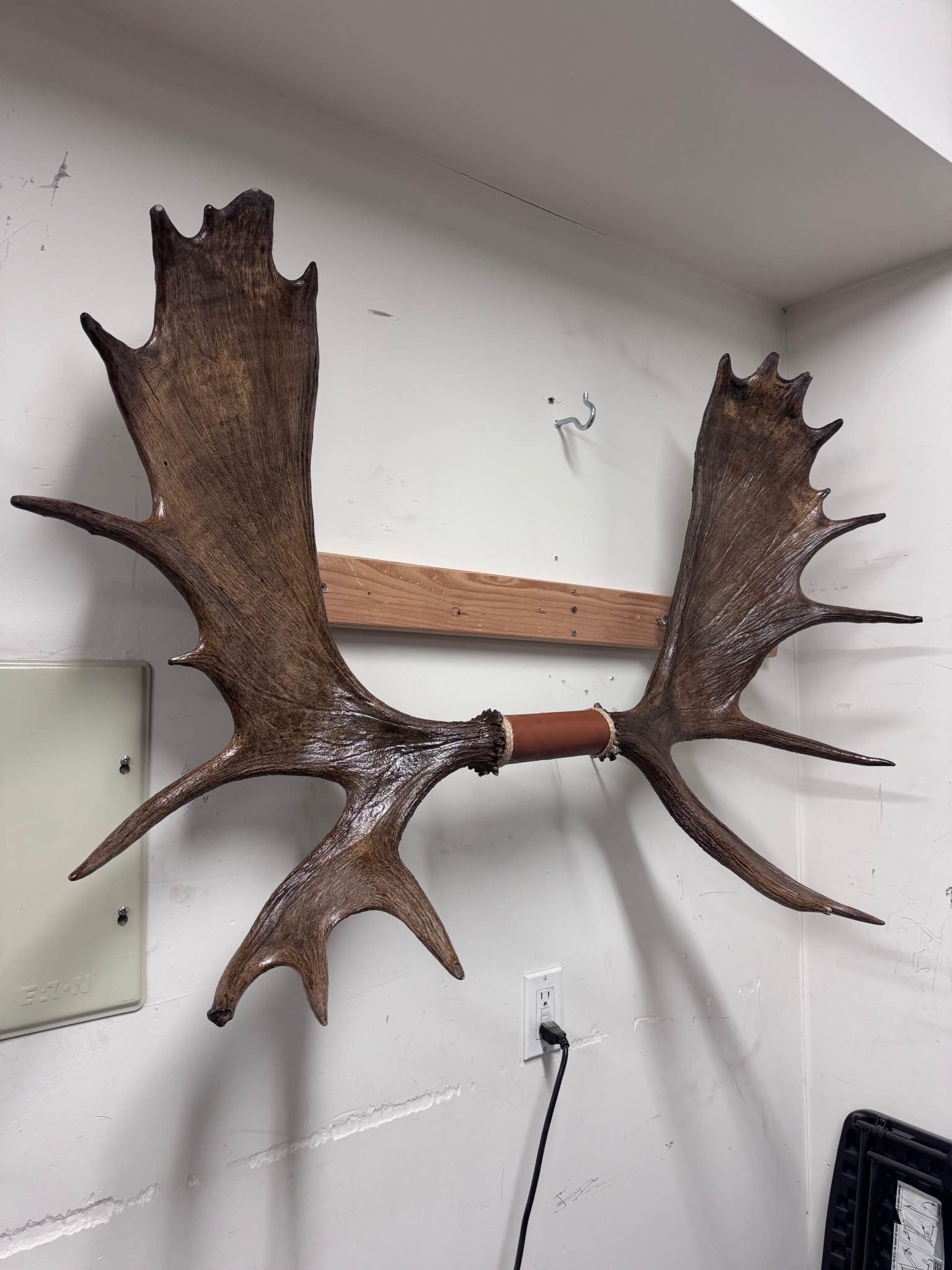 Moose antler rack art - Plaques & Signs - Anchorage, Alaska | Facebook ...
