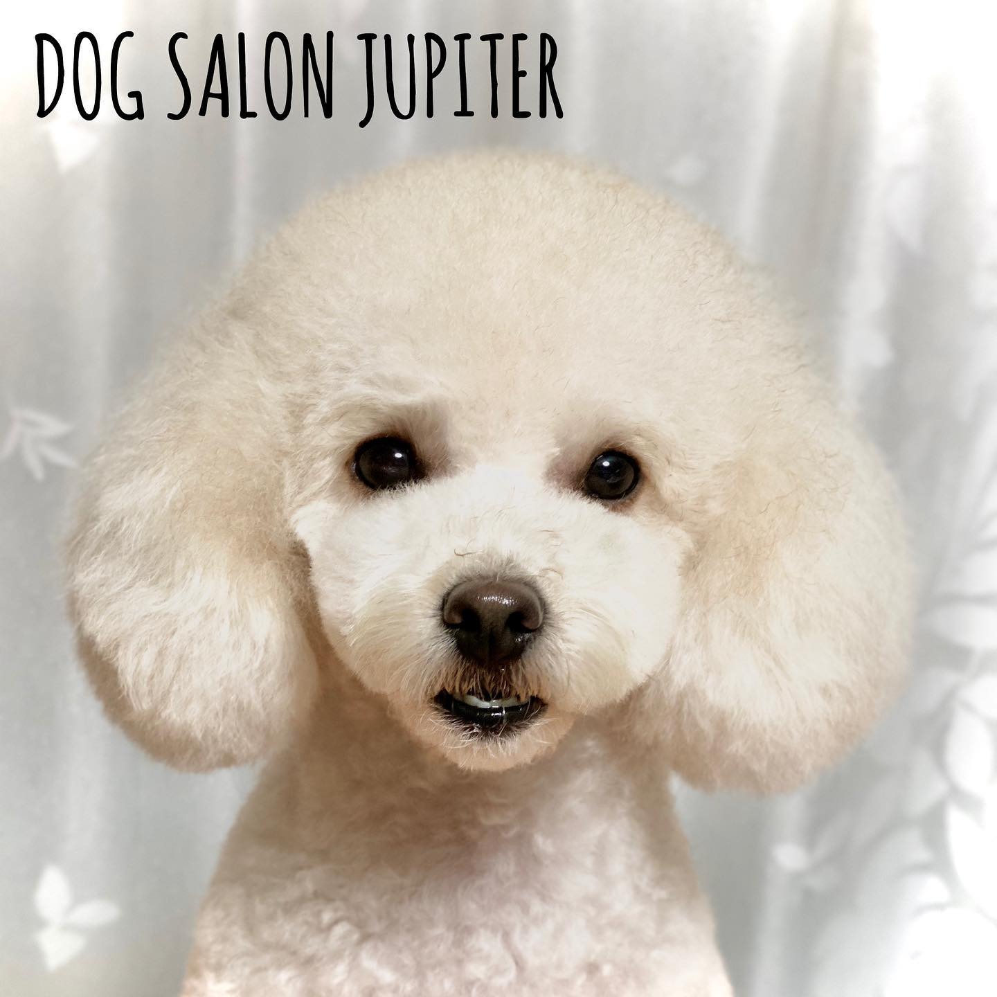 トイプードルのもふちゃん マズルは小顔に トップはふんわりと Dogsalon Jupiter Facebook