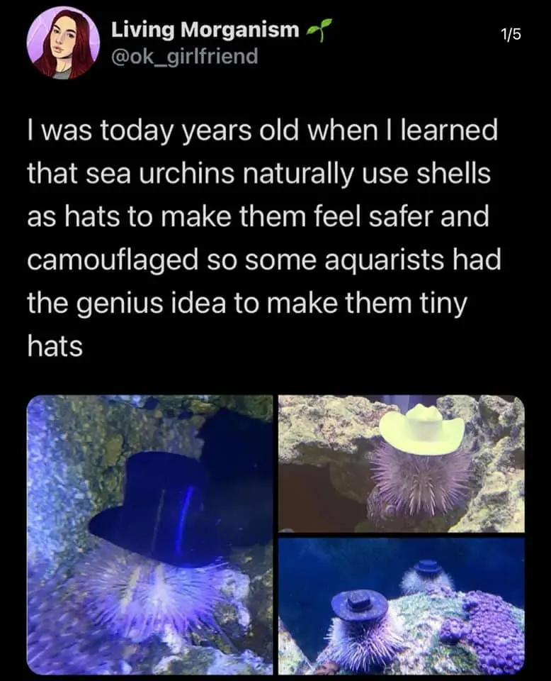 Geek Girls - Sea Urchins Wearing Tiny 3D Printed Hats 👇👇👇 | Facebook