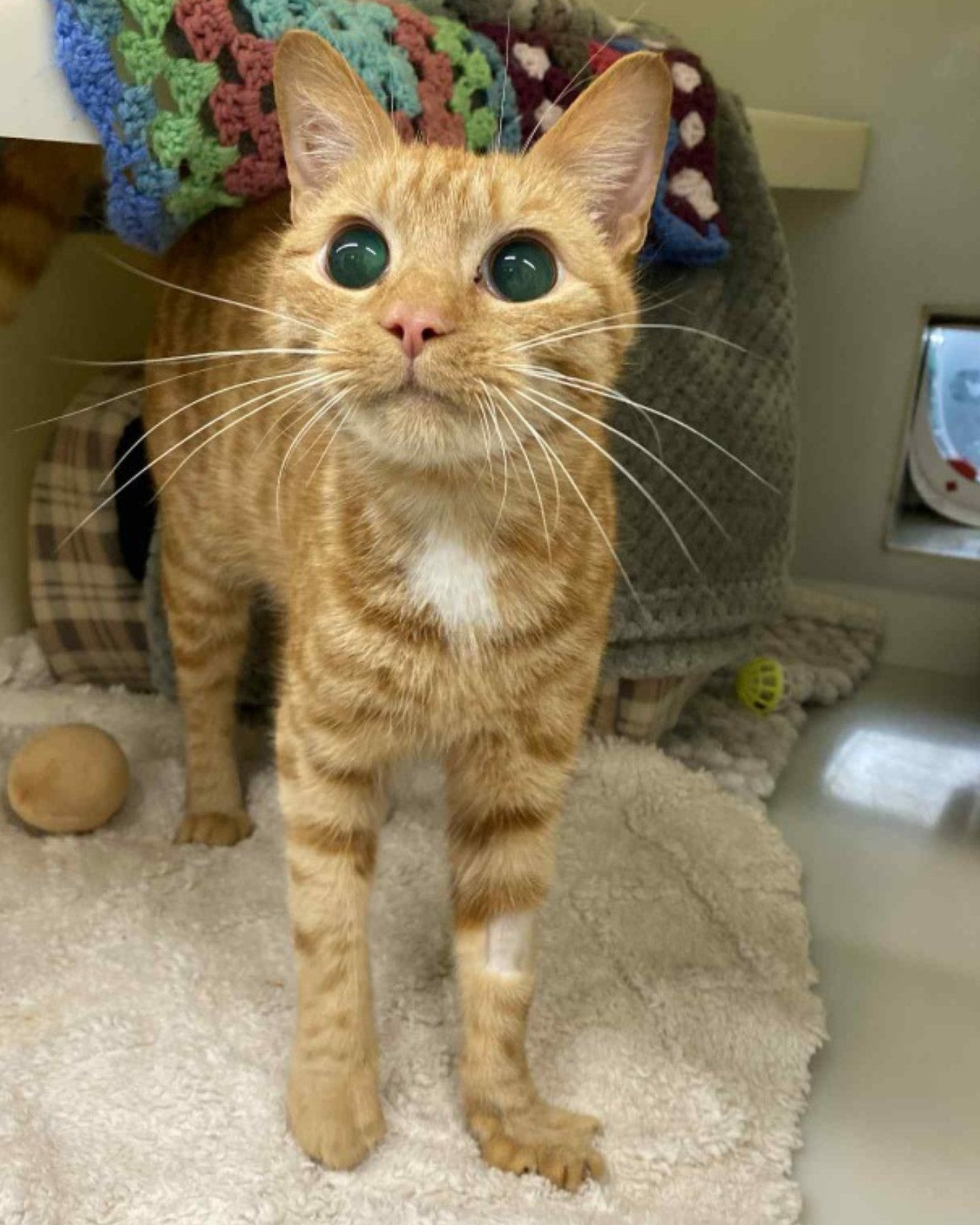 Meet Gingernut, a blind ginger... - RSPCA (England & Wales) | Facebook