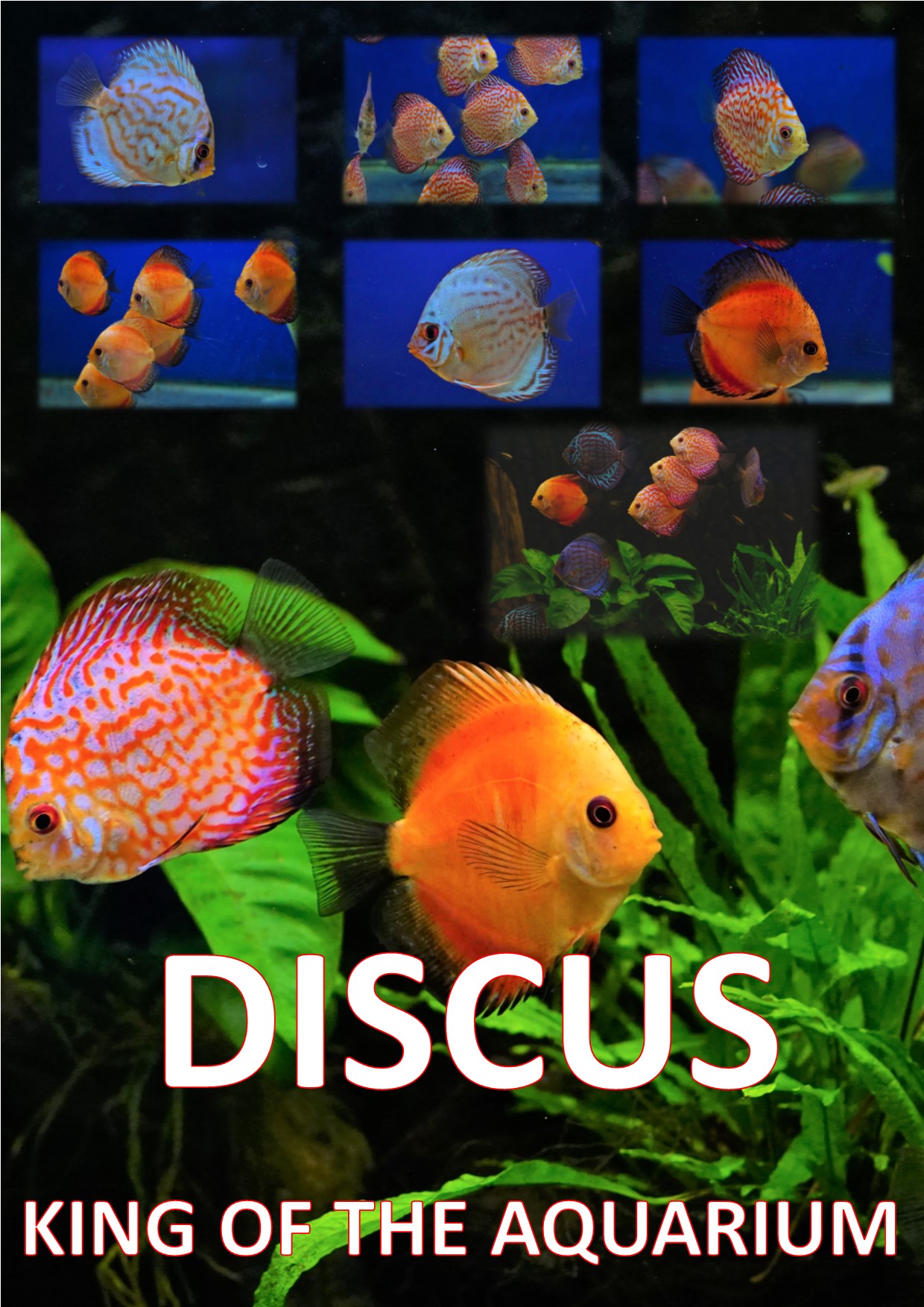 Japanese Water Gardens - We have a great selection of Discus in stock ...