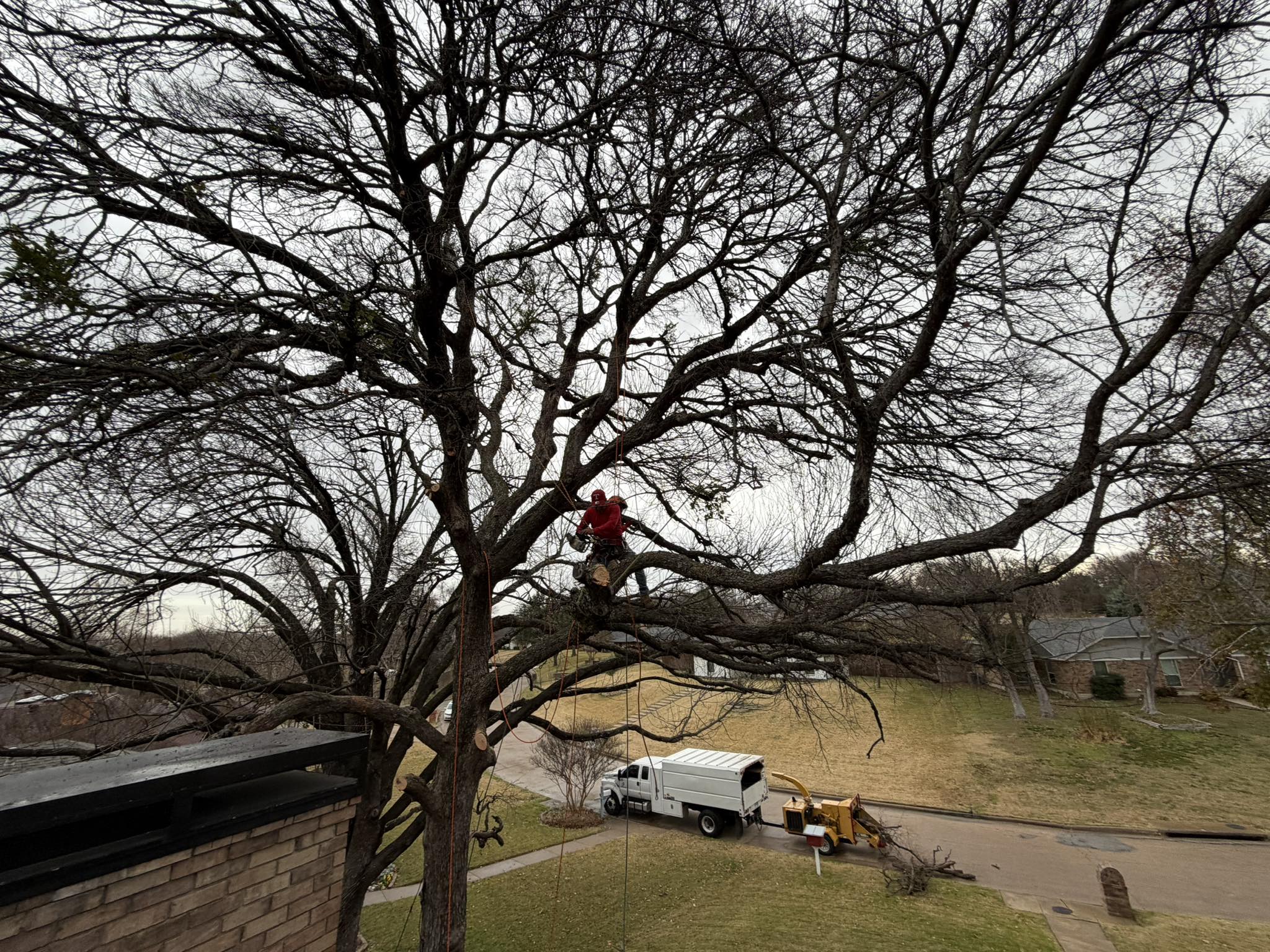 Angel Tree service | Dallas TX