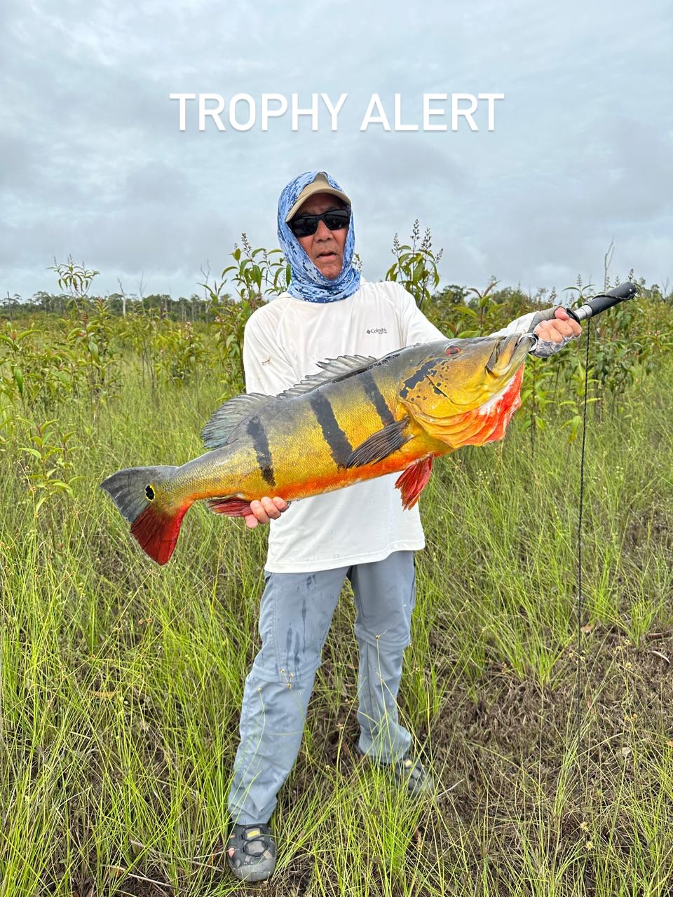 Acute Angling - Amazon Peacock Bass Fishing