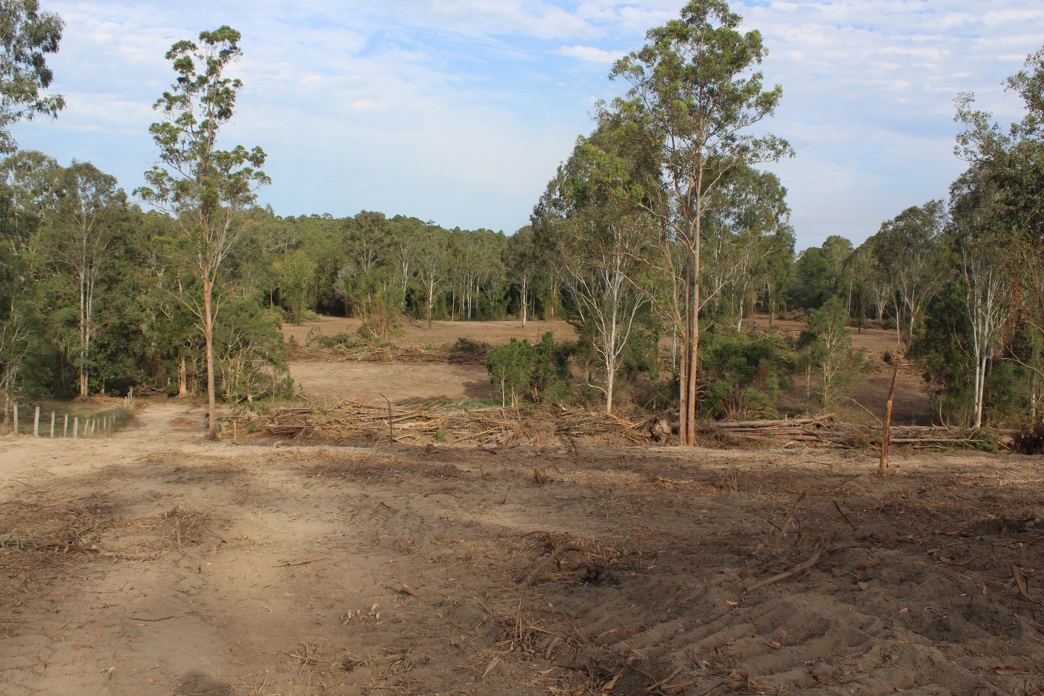 Darren - Finished back paddock with a few nice healthy Blue gums for ...