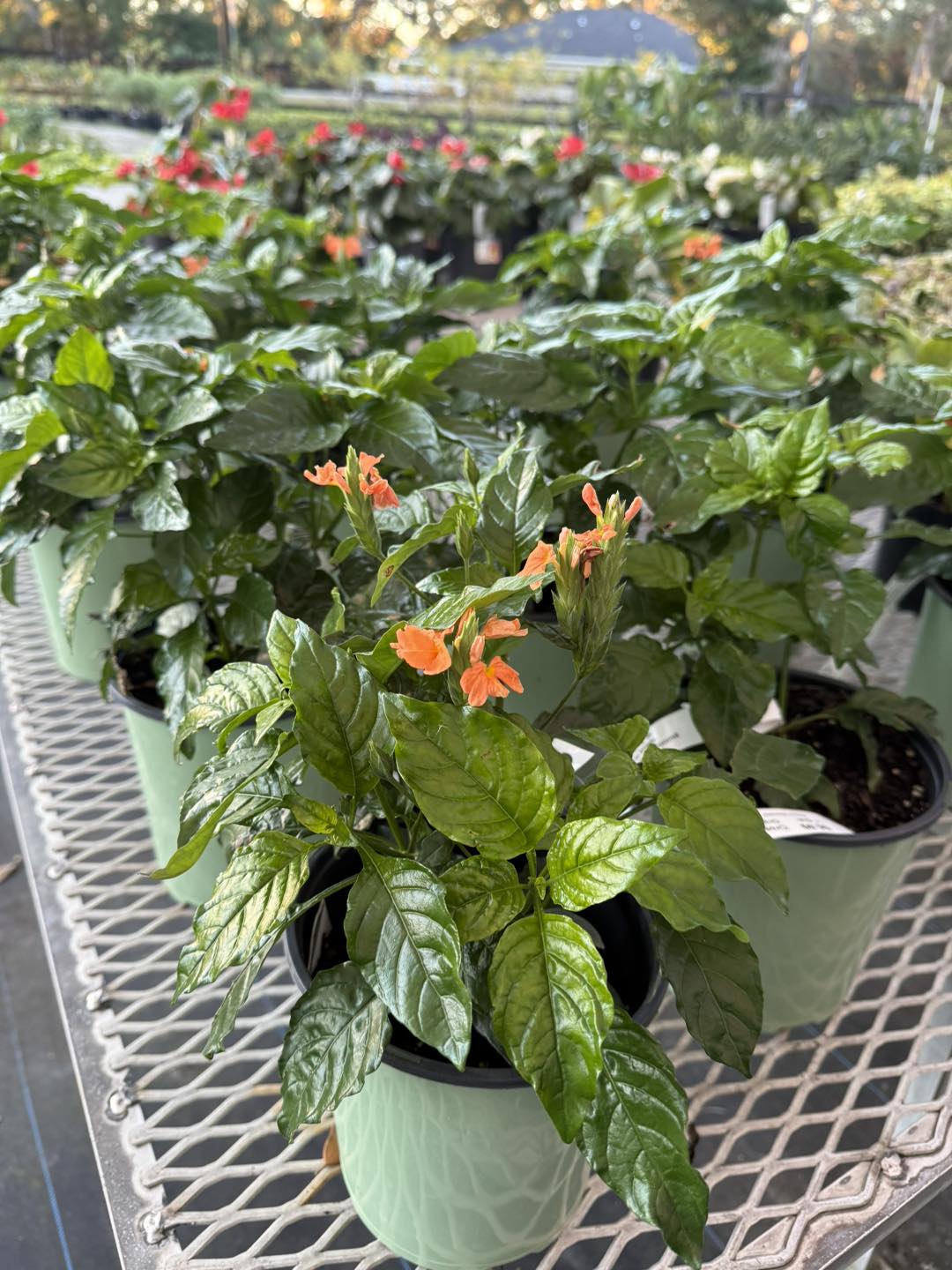 Anson Nursery | Lecanto FL
