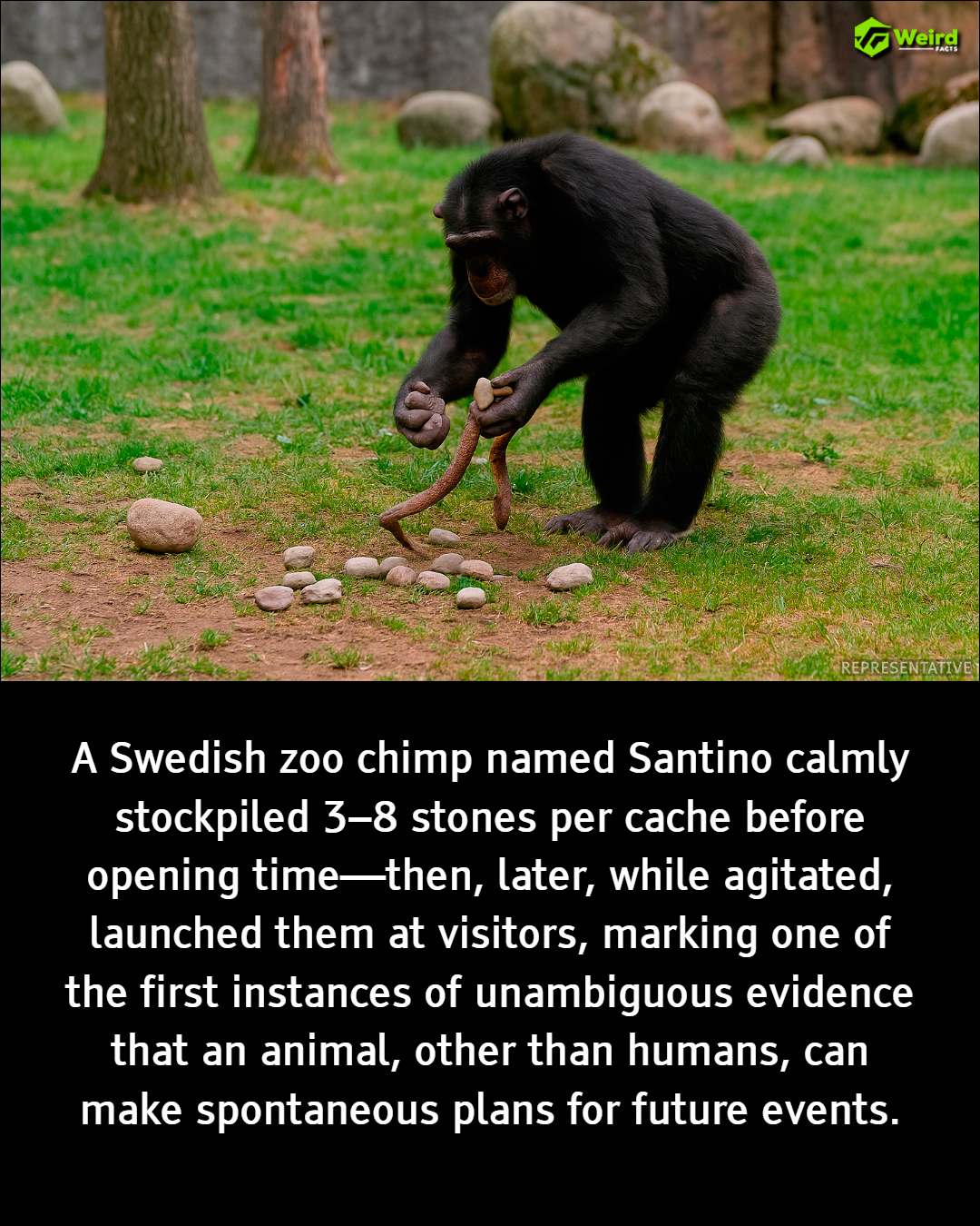 Weird - Meet Santino, a male chimpanzee at Furuvik Zoo in Sweden — and ...