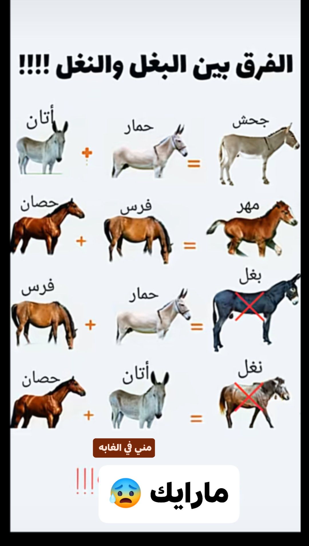 مني الارناوطي - النغل ياتي اقل قوة من البغل ولكن غالبا... | Facebook