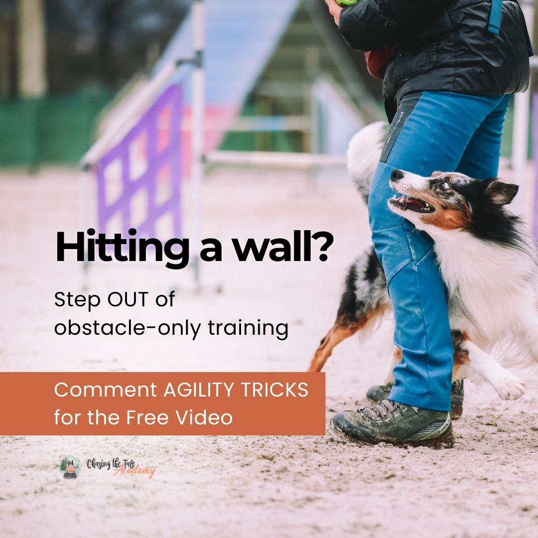 Dogs4motion - 🚀 𝐍𝐄𝐖 𝐅𝐑𝐄𝐄 𝐀𝐠𝐢𝐥𝐢𝐭𝐲 𝐓𝐫𝐚𝐢𝐧𝐢𝐧𝐠! Agility isn’t just about ...