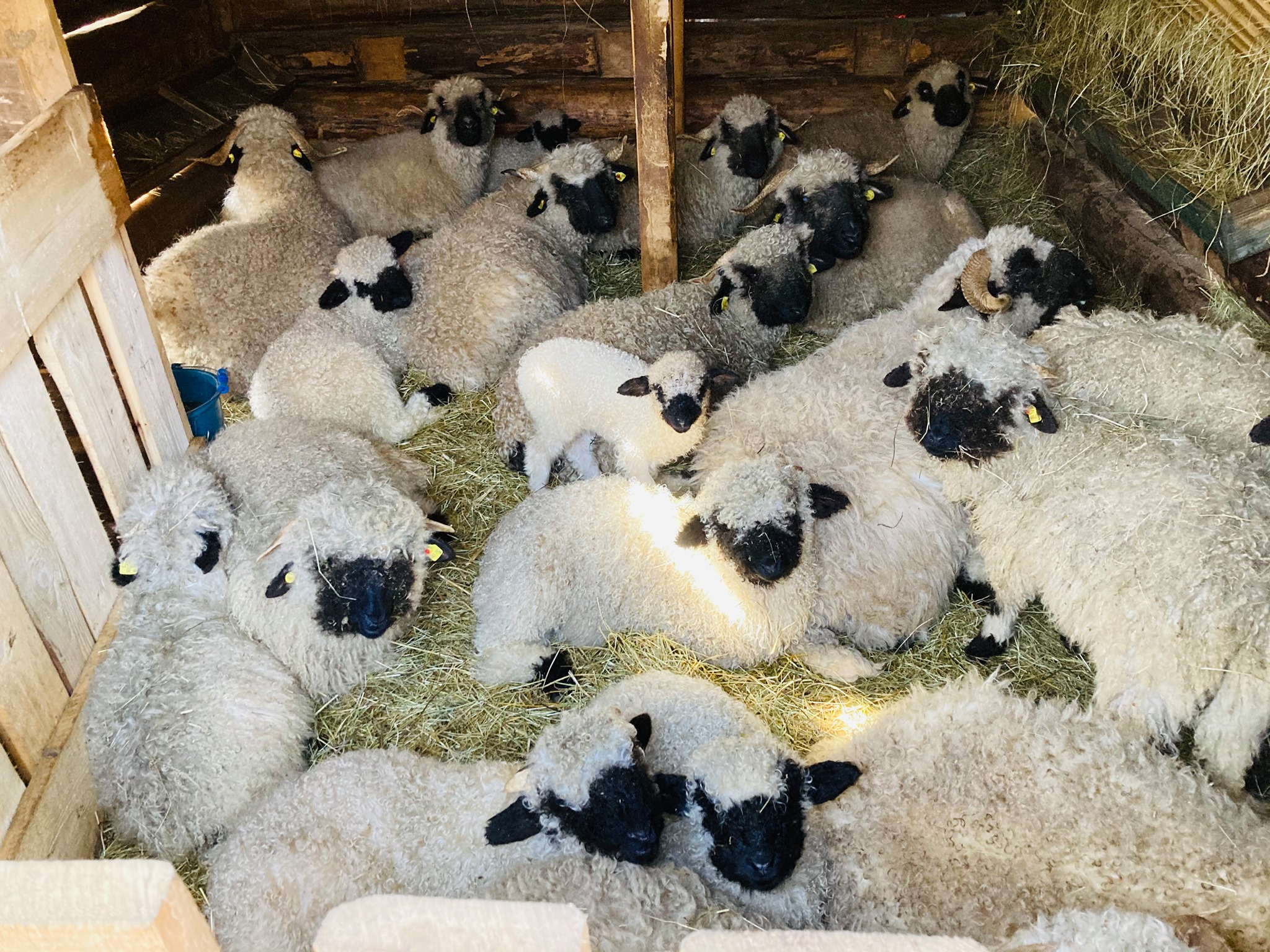Nez Noir Du Valais à Vendre