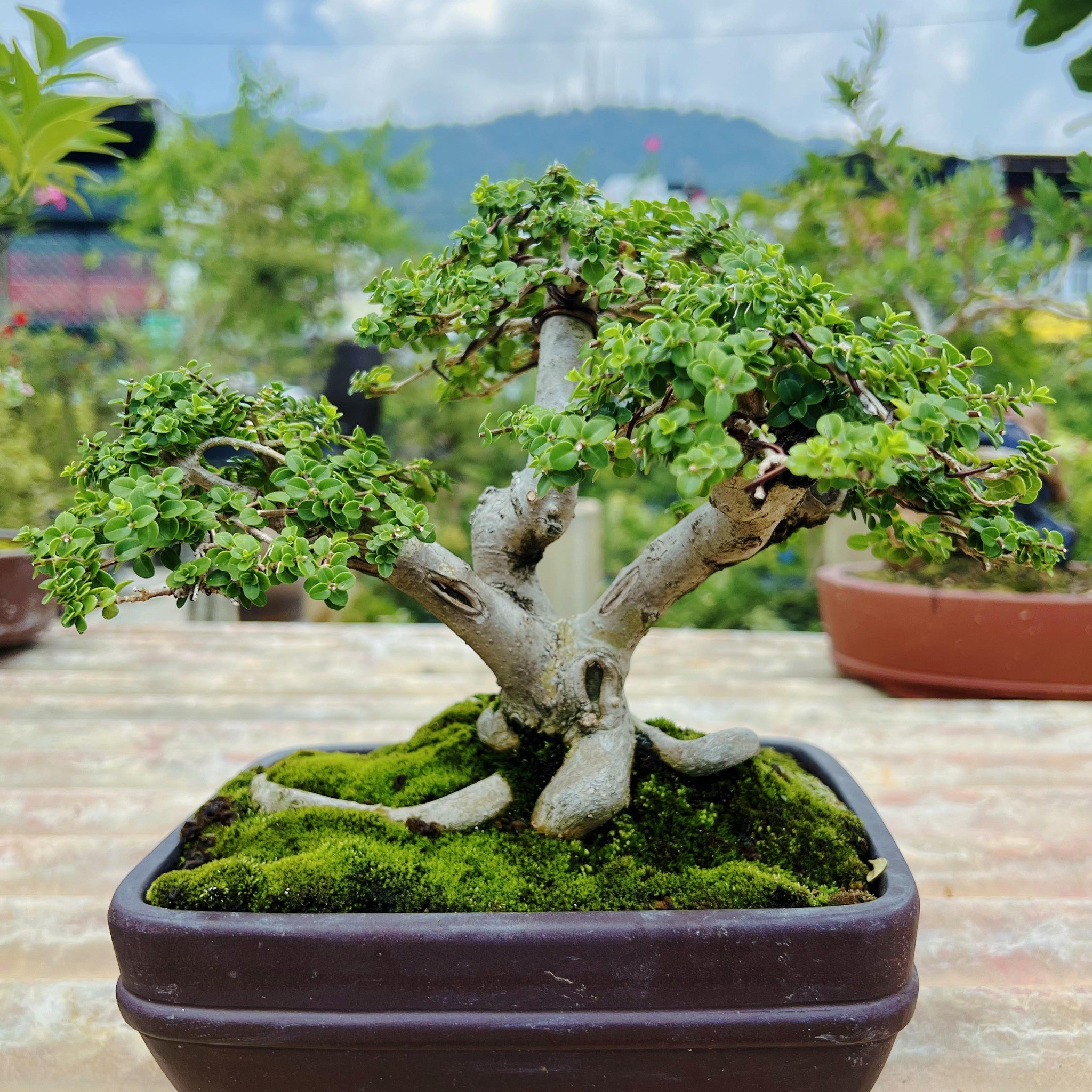 NK Adenium 富贵花 on Reels