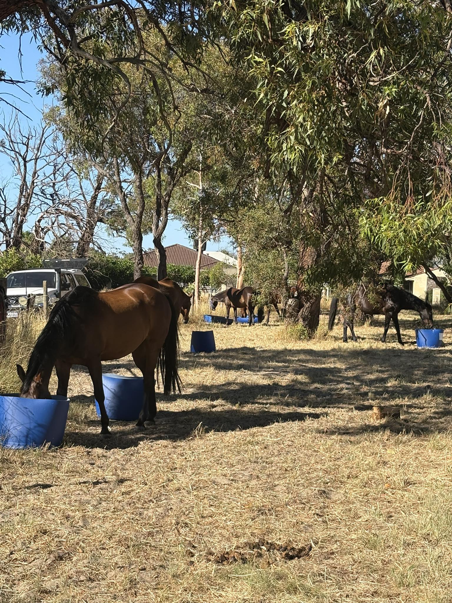 Rosevale Park Agistment Centre | Perth WA