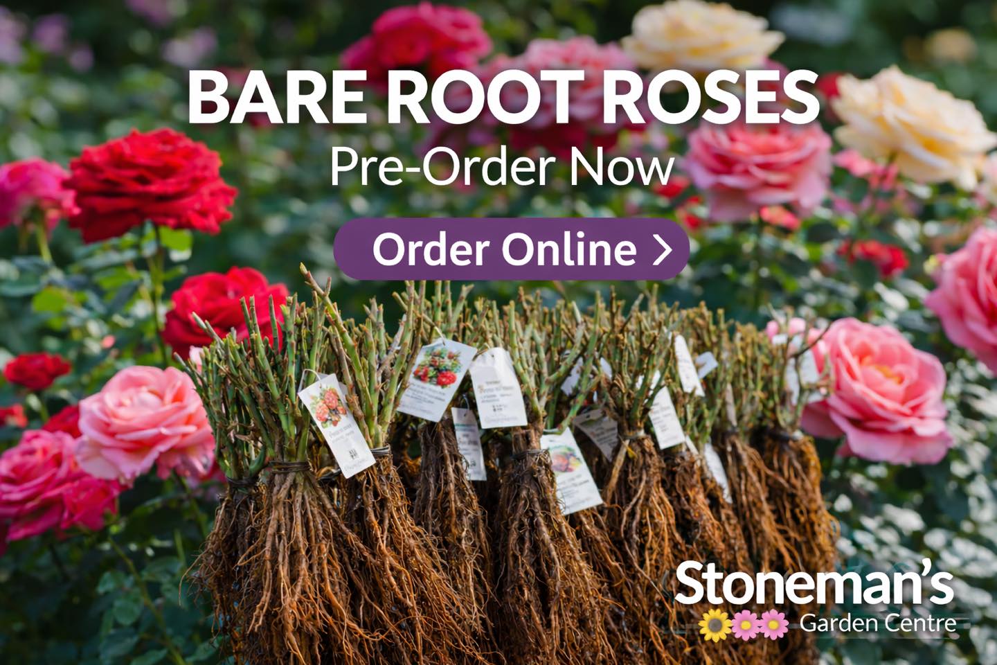Stoneman's - 🌹 Bare Root Roses – Pre-Order Now Instore and Online! Our ...