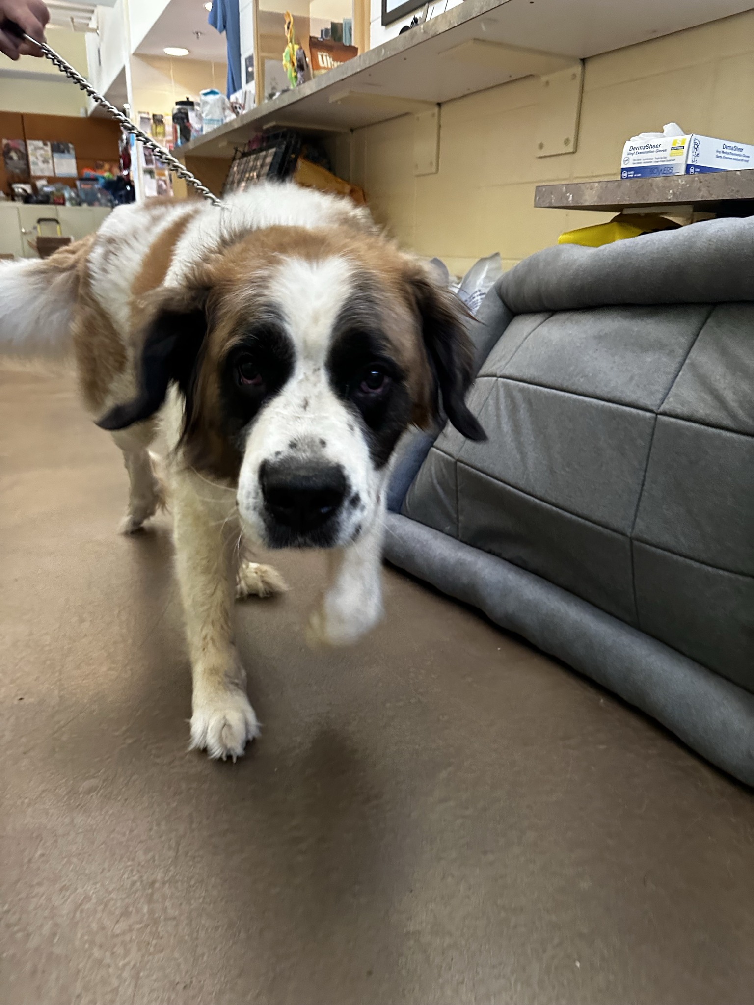 BC SPCA Maple Ridge added a new photo. - BC SPCA Maple Ridge