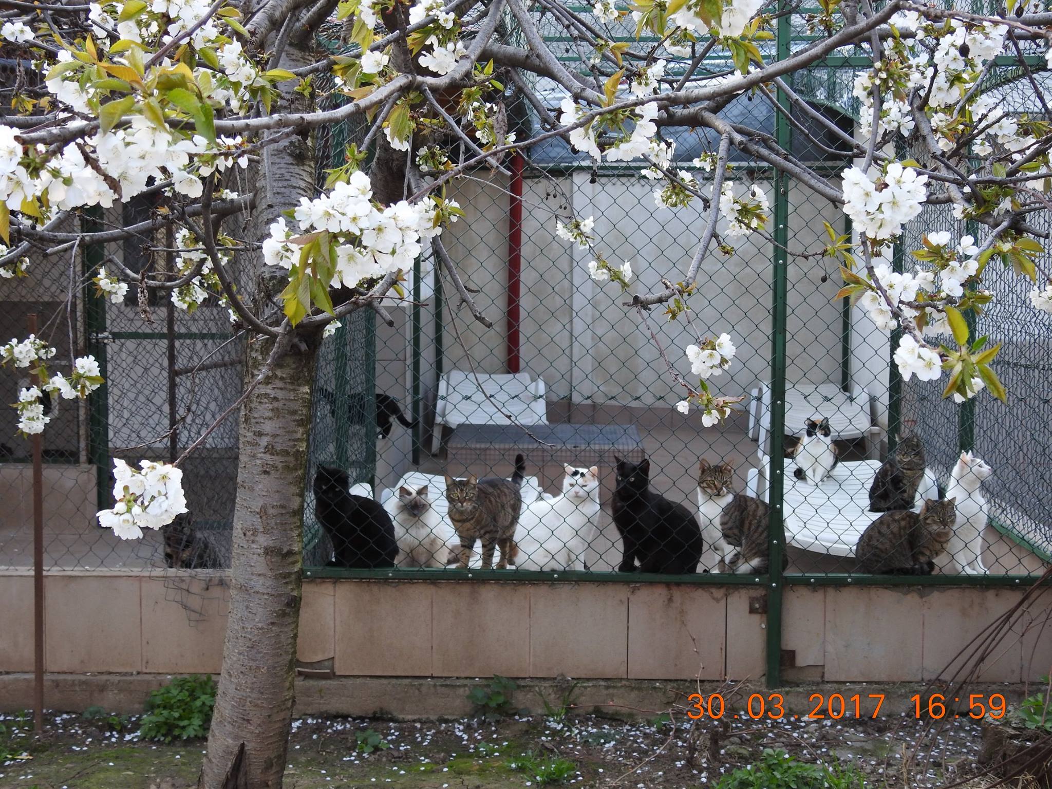 Asociatia pentru protectia animalelor Robi - www.4animals.ro CONTACT ...