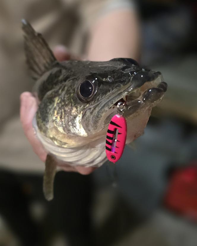 fish daddy lures Big Baits Booger Spin Tail Spinners  BigDaddysBaits attracting fish with its light and sealing the deal with your favorite bait Fish Daddy Dirty Bomb Minnow,