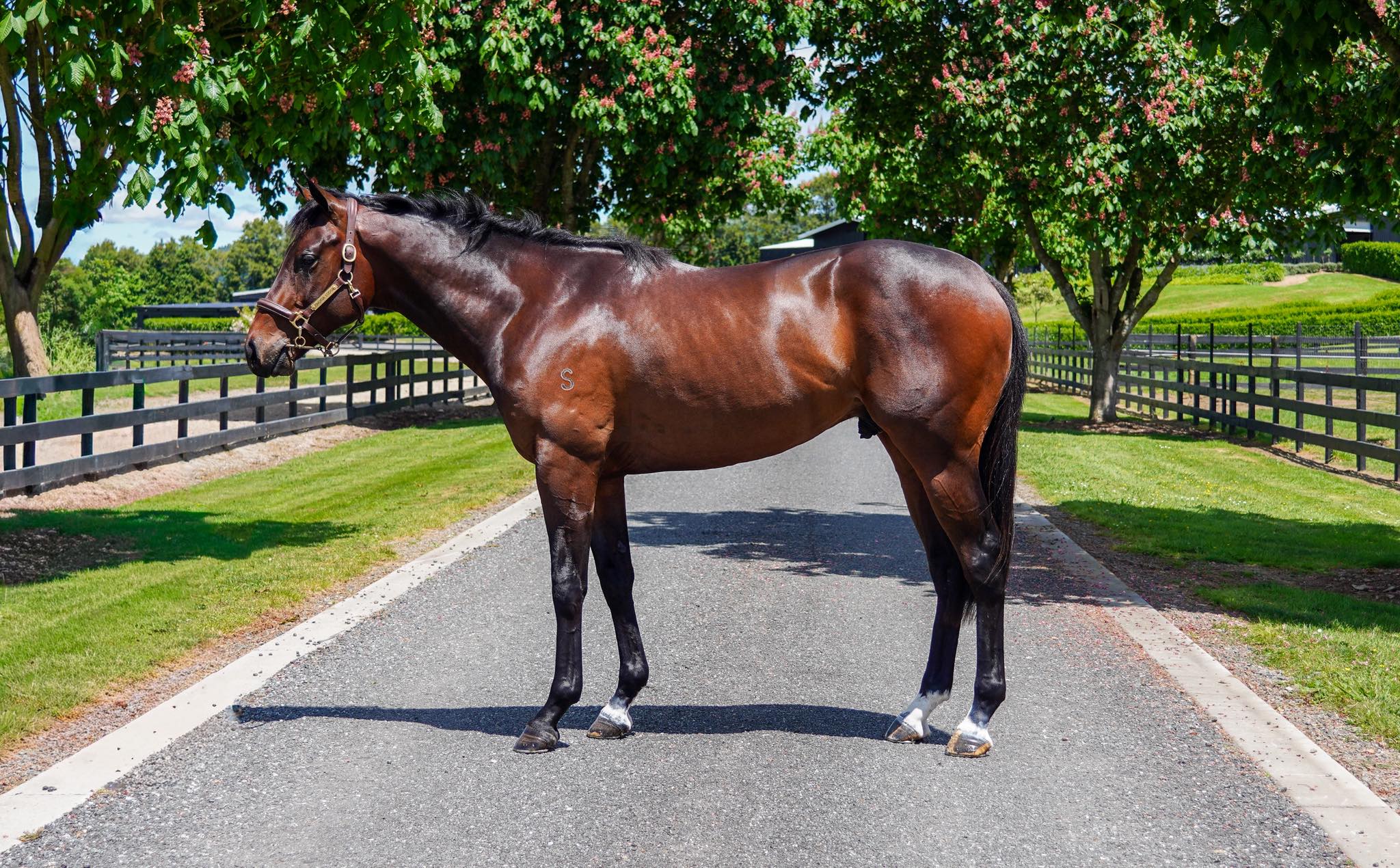 Mapperley - Standout #Armory Colt sells for $625k to Cameron Cooke ...