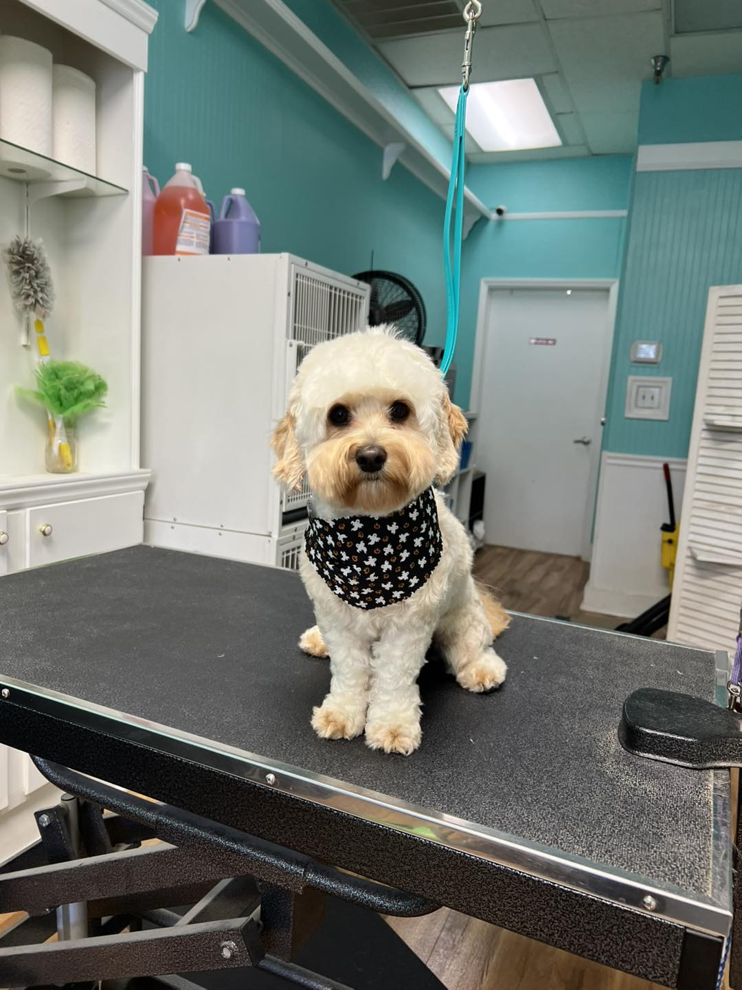 K9 Perfection K9 Perfection Grooming Salon Chapel Hill Photo Inspiration