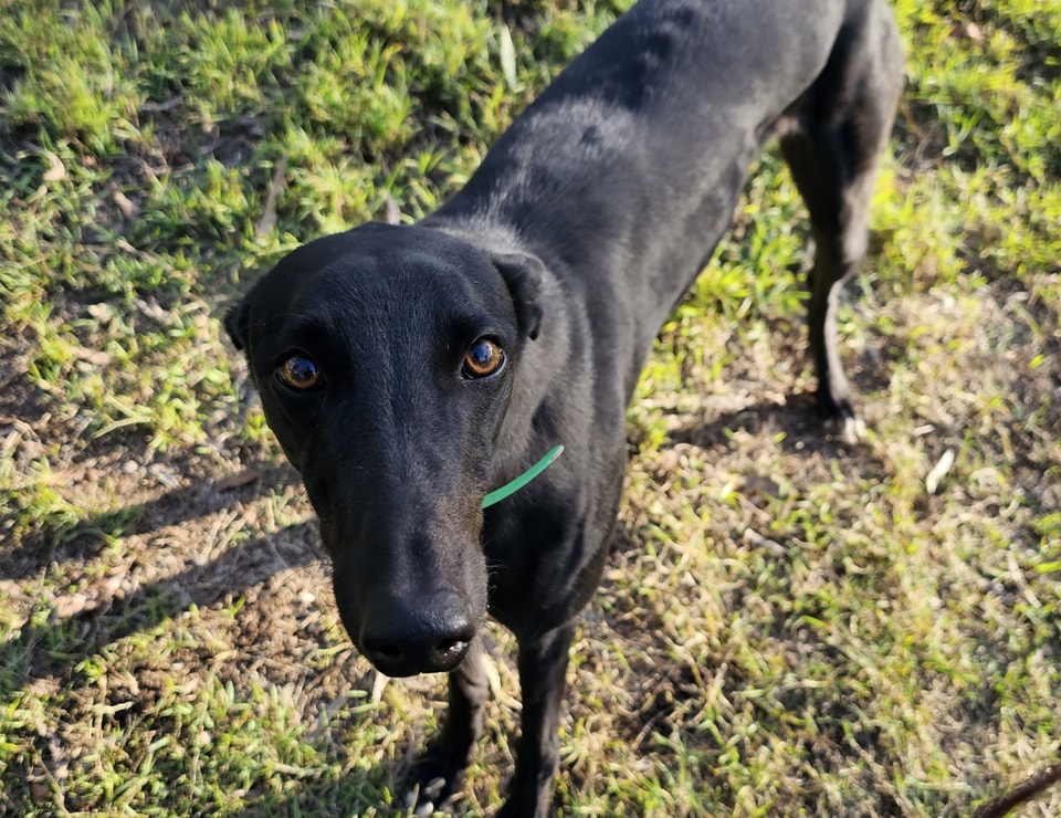 South East Queensland Animal Rescue - page 2 | Brisbane City QLD