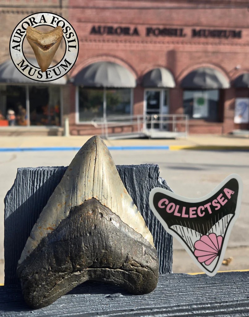 Aurora - Introducing our 2025 End-of-Year AFM Megalodon Raffle Tooth ...