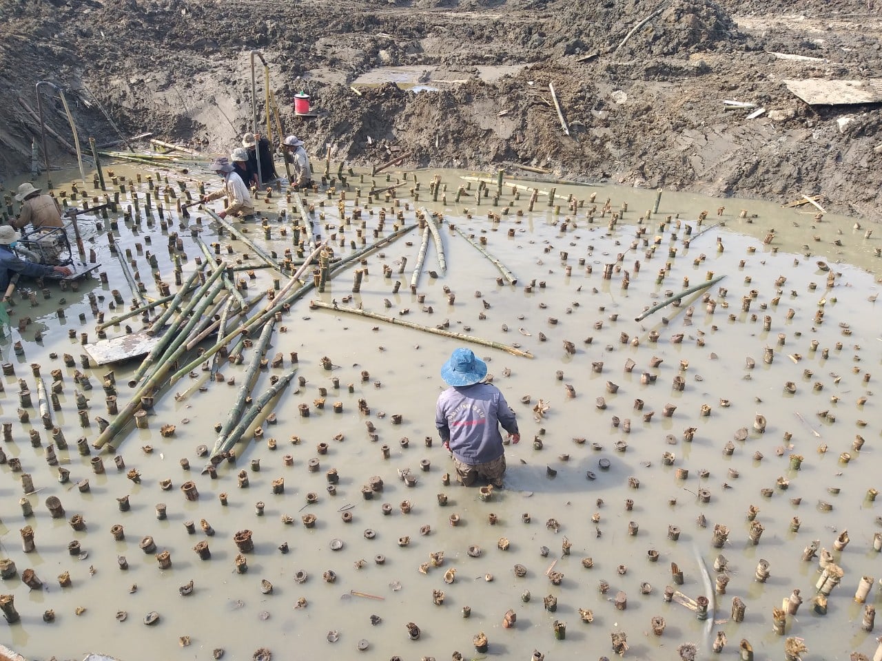 Cọc tre xây dựng | Quang Nam