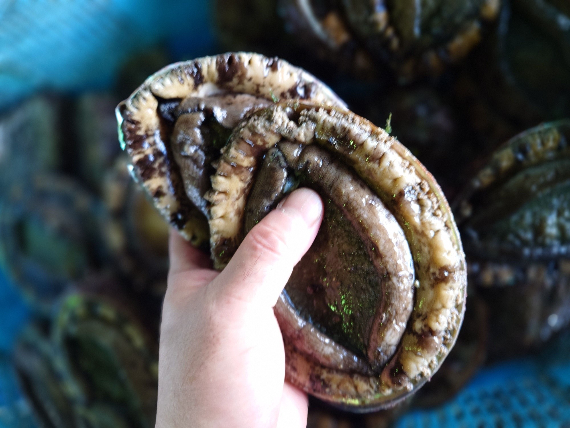 さかなや 水嶋鮮魚店 - さかなや 水嶋鮮魚店 added a new photo.