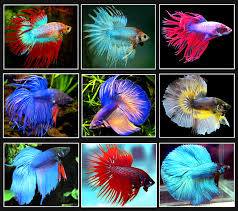 Ikan Laga Rare Photos Facebook