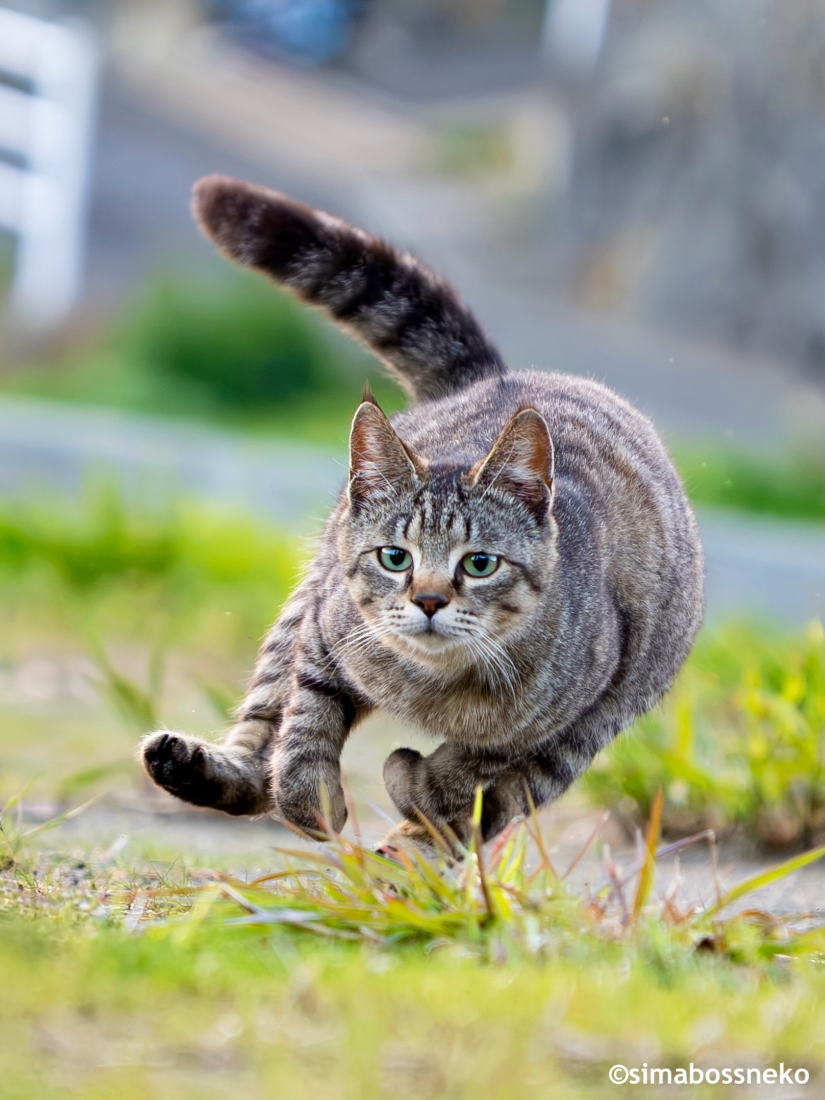 おすましさっちゃん❣️ She looks like a model✨ #しまねこ #島猫 #ねこ