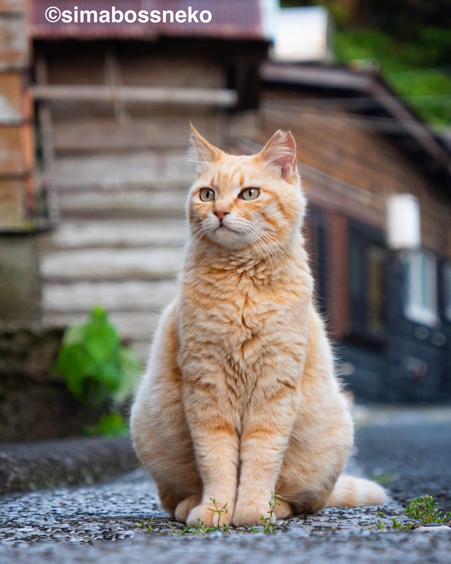 おすましさっちゃん❣️ She looks like a model✨ #しまねこ #島猫 #ねこ