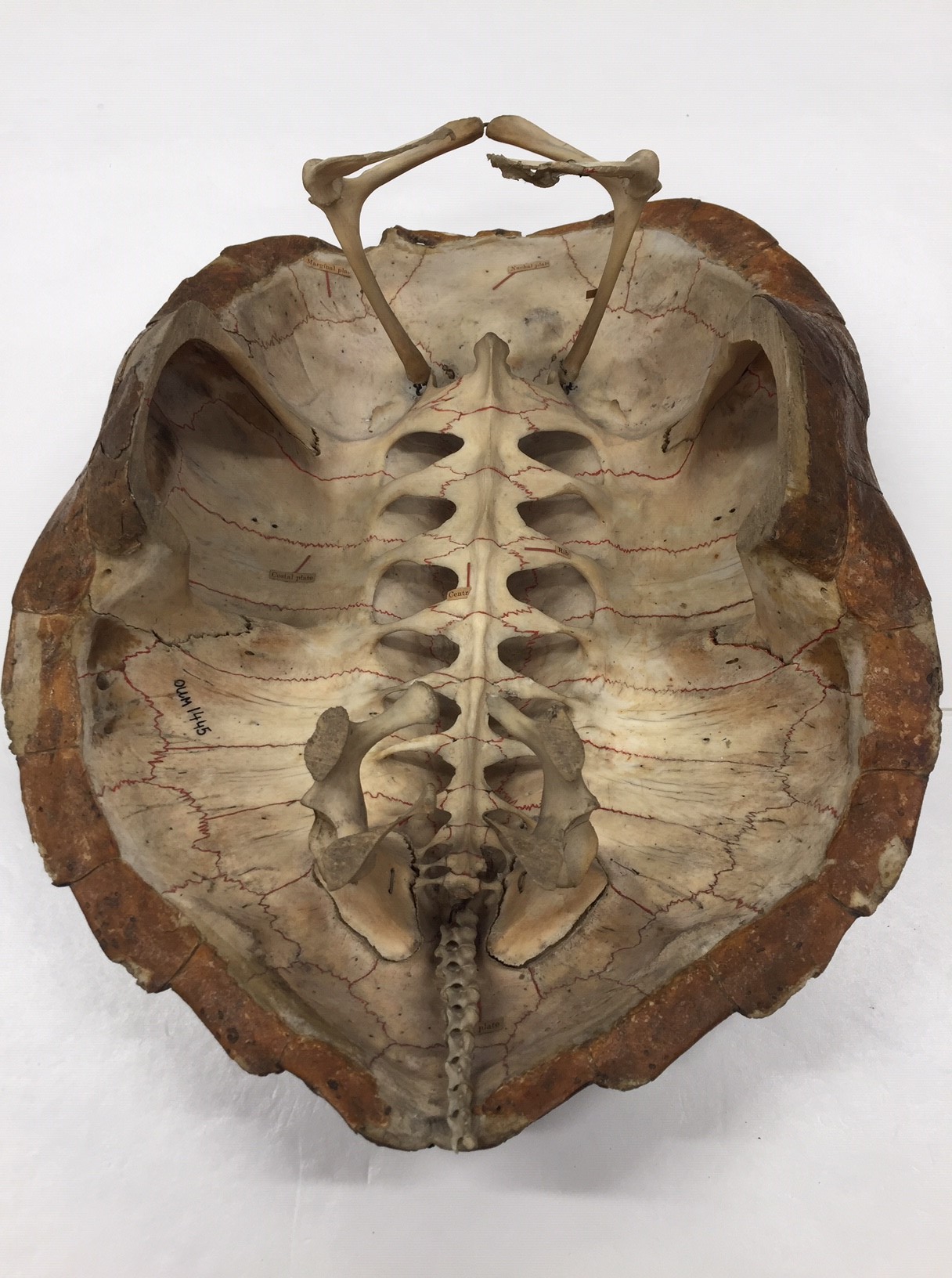 Did you know... - Oxford University Museum of Natural History | Facebook