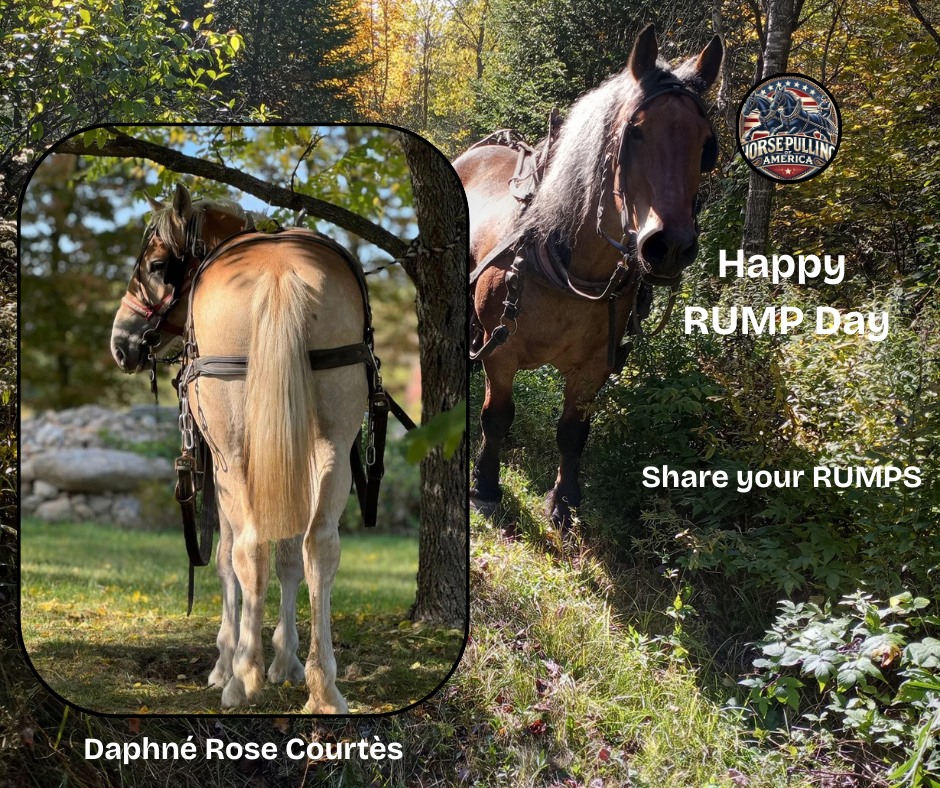 Horse - 