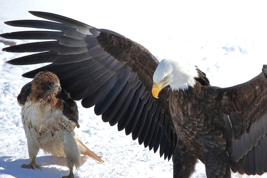 This red-tailed hawk spent... - McGill's Nature in Motion | Facebook