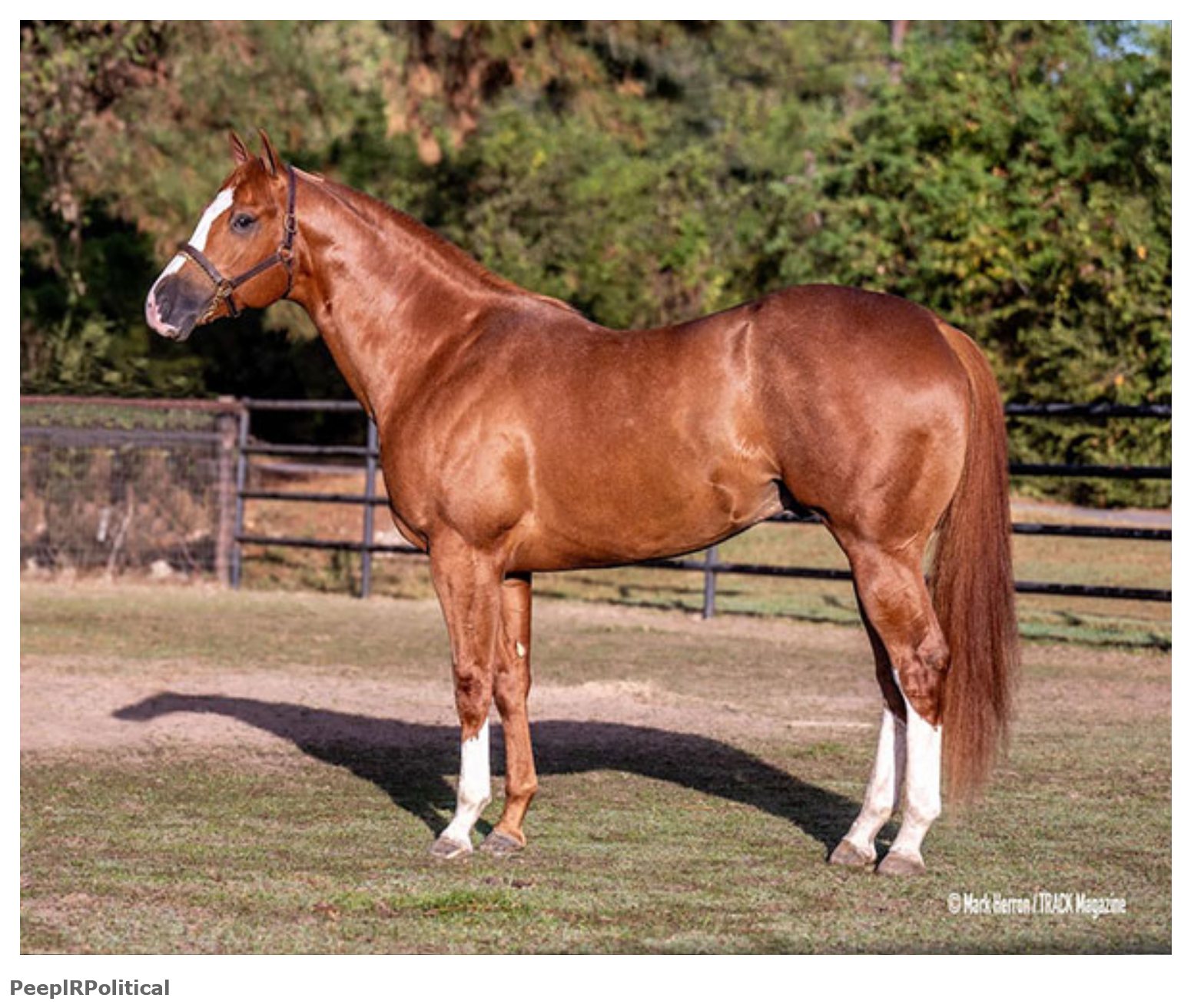 Premium westfalen filly for sale in Alberta, Canada