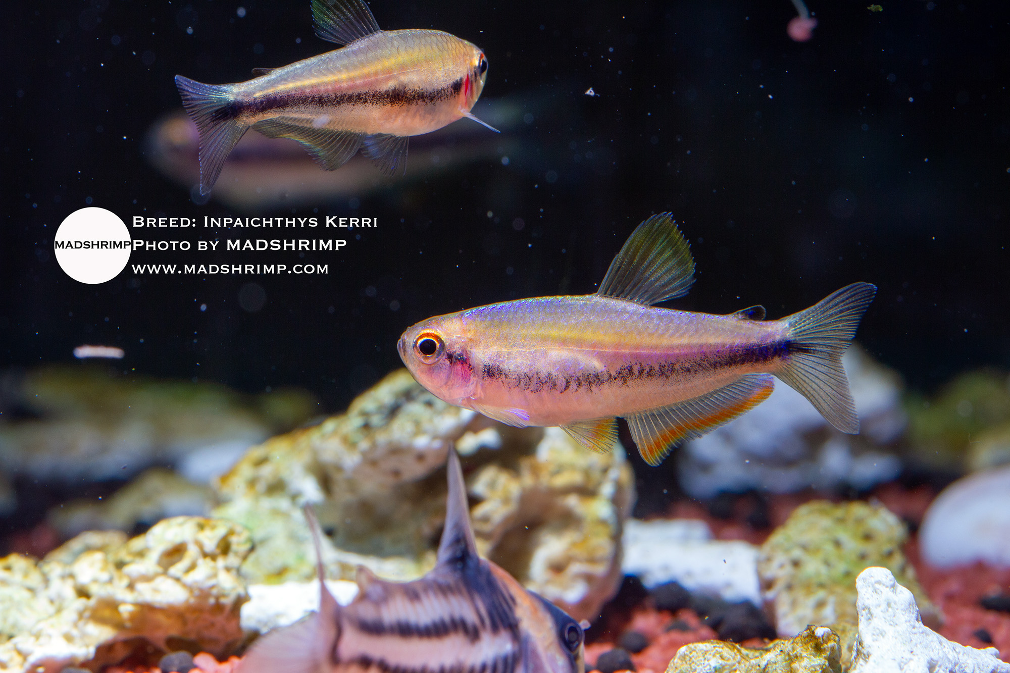 💙 Beautiful Inpaichthys kerri “Super Blue” this week available at