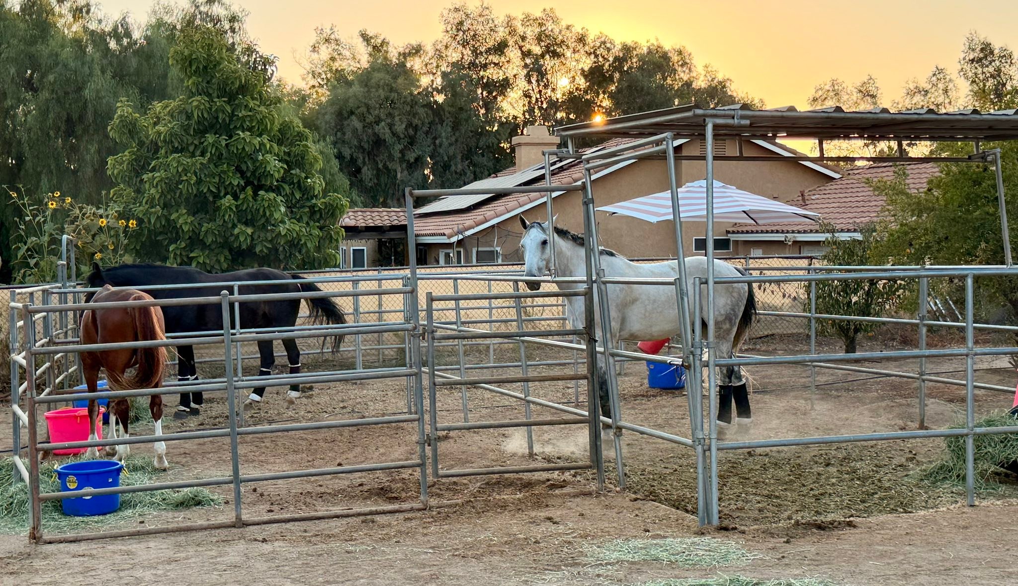 Fig Tree Ranch