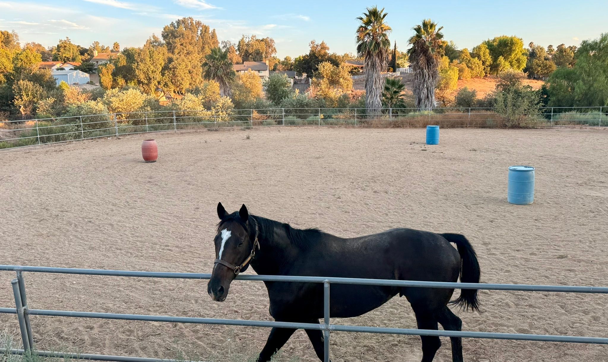 Fig Tree Ranch