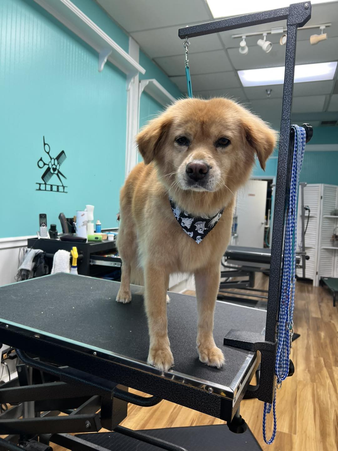 Photo inspiration: Gallery Detail: K9 Perfection K9 Perfection Grooming Salon Chapel Hill