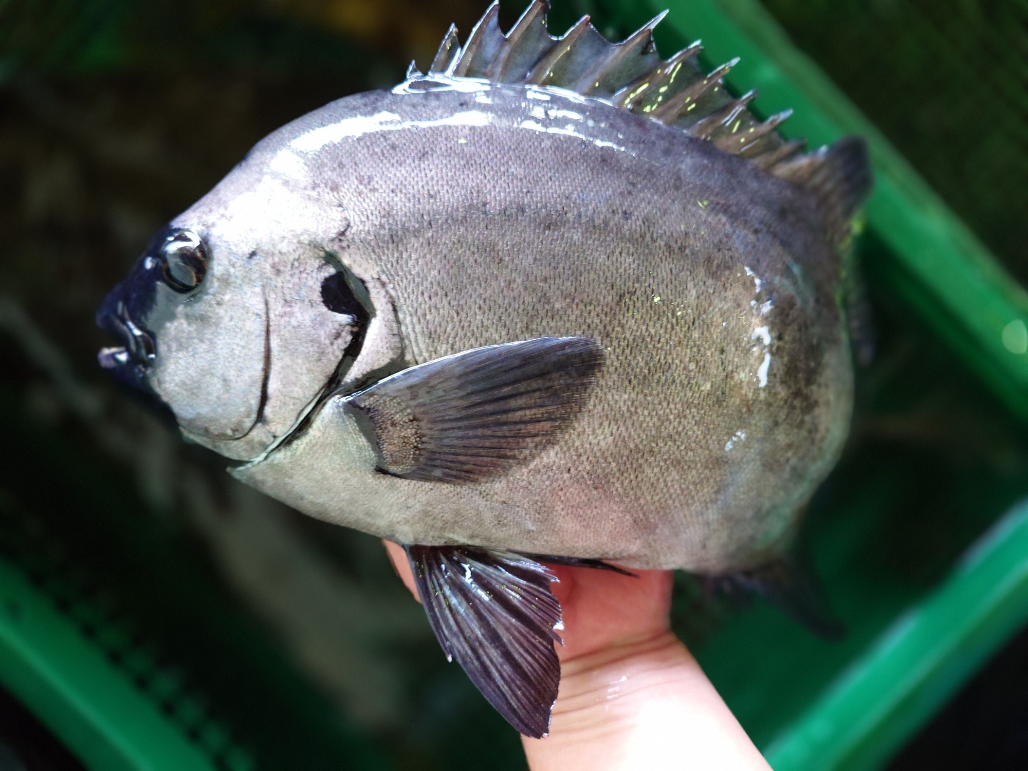 さかなや 水嶋鮮魚店 - さかなや 水嶋鮮魚店 added a new photo.