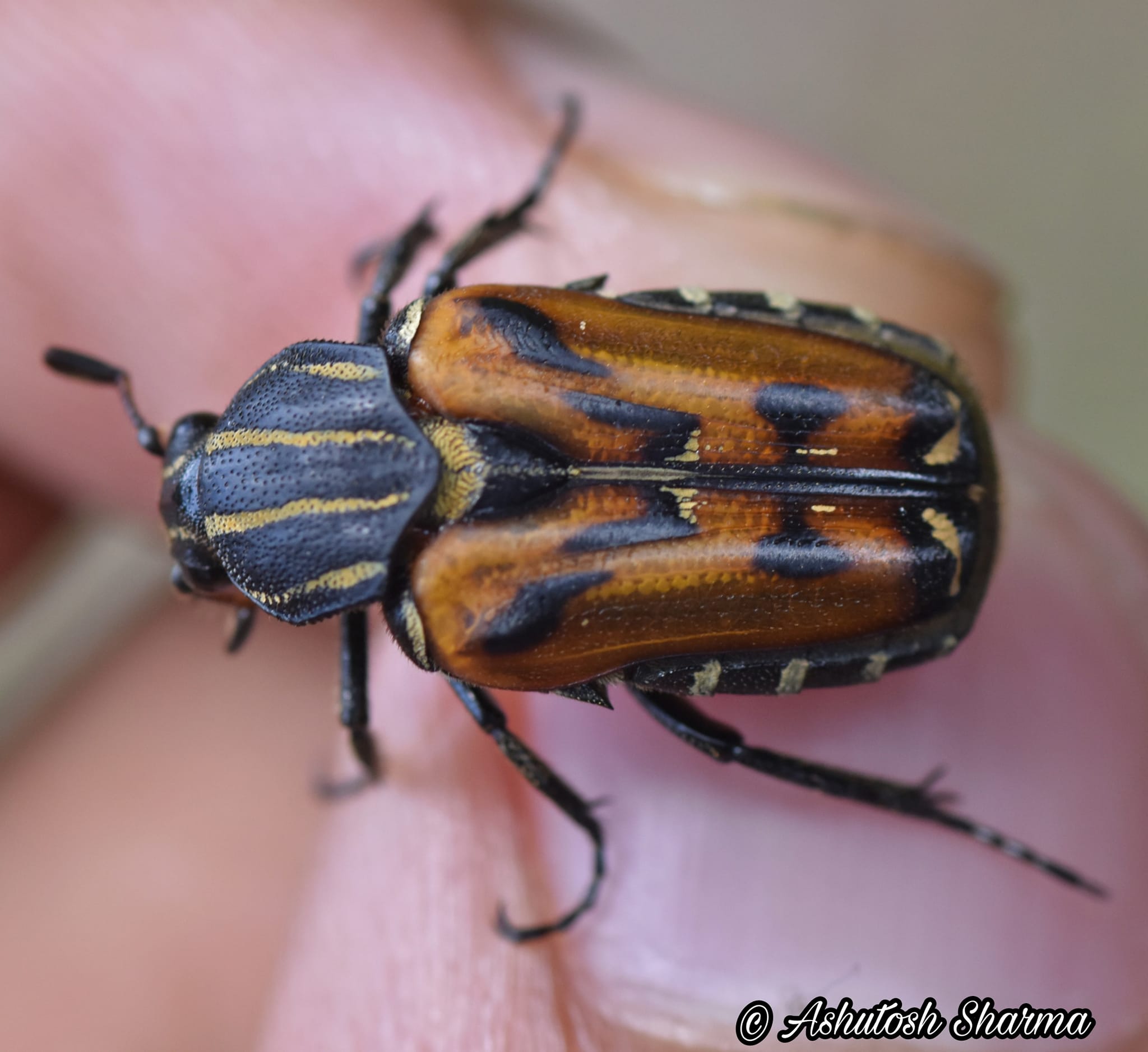ID : Cetoniinae beetle ID help: Thanks to Anubhav Agarwal