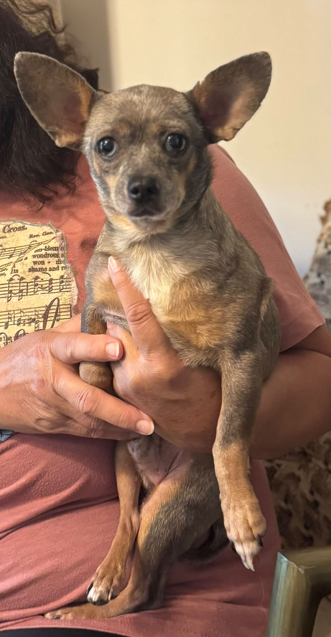 C*a様 Chihuahuaページ Jalapeno Chihuahua for adoption or fostering in peanut's place