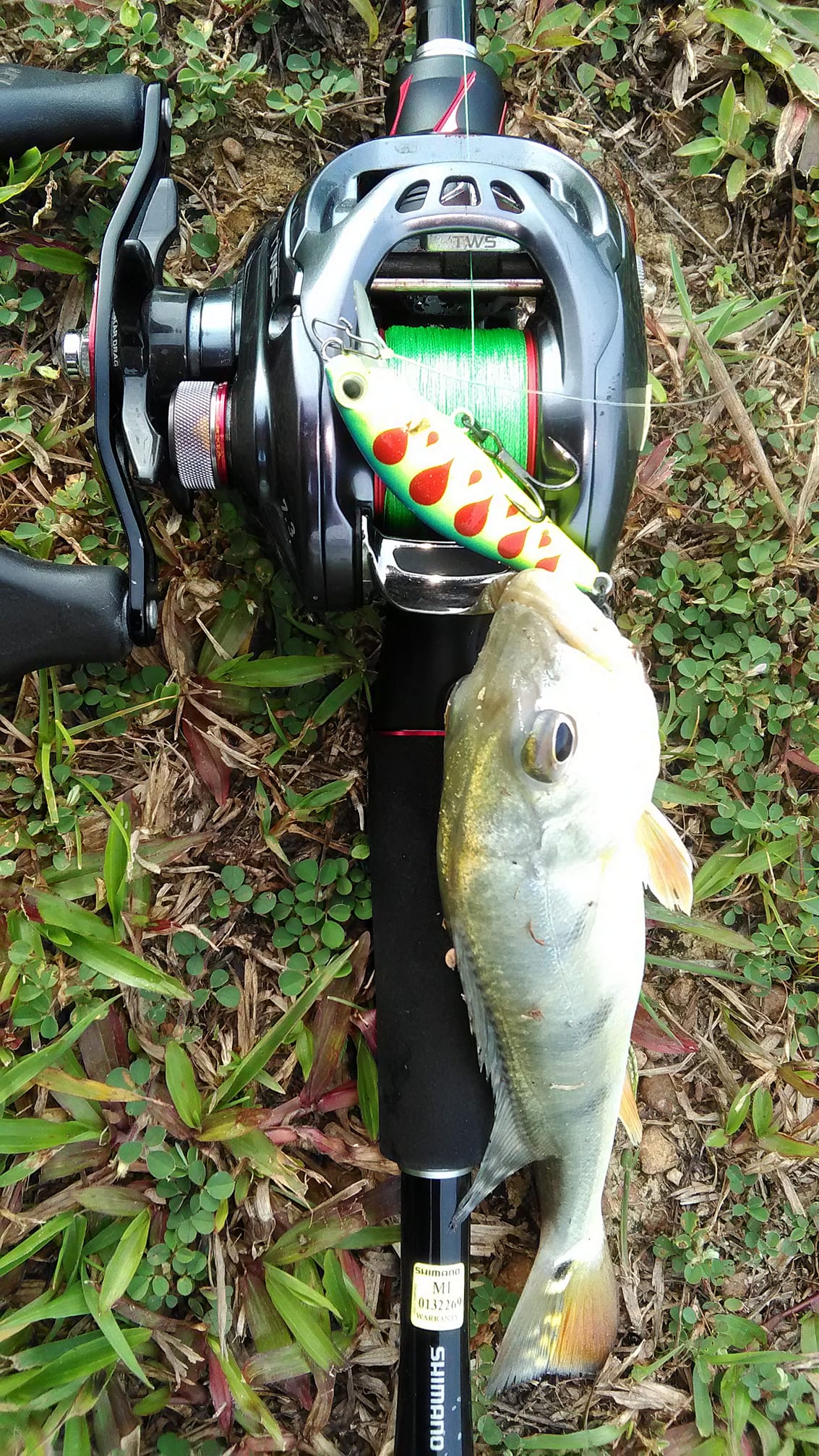 daiwa catalina jigging reel 19 15H-SJ 16.9 oz (485 g) Maximum drag force Daiwa Bait Reel 19 Catalina